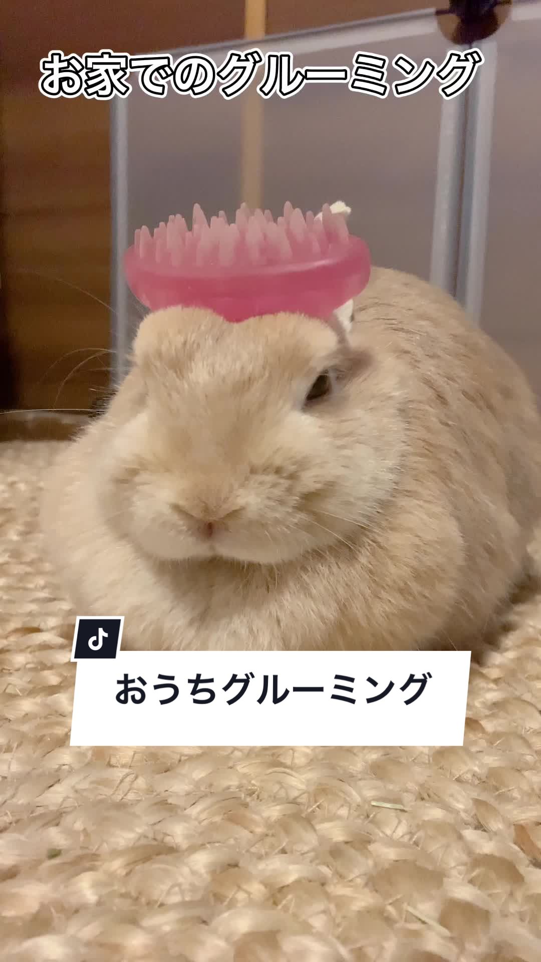 @うさぎと暮らす田中