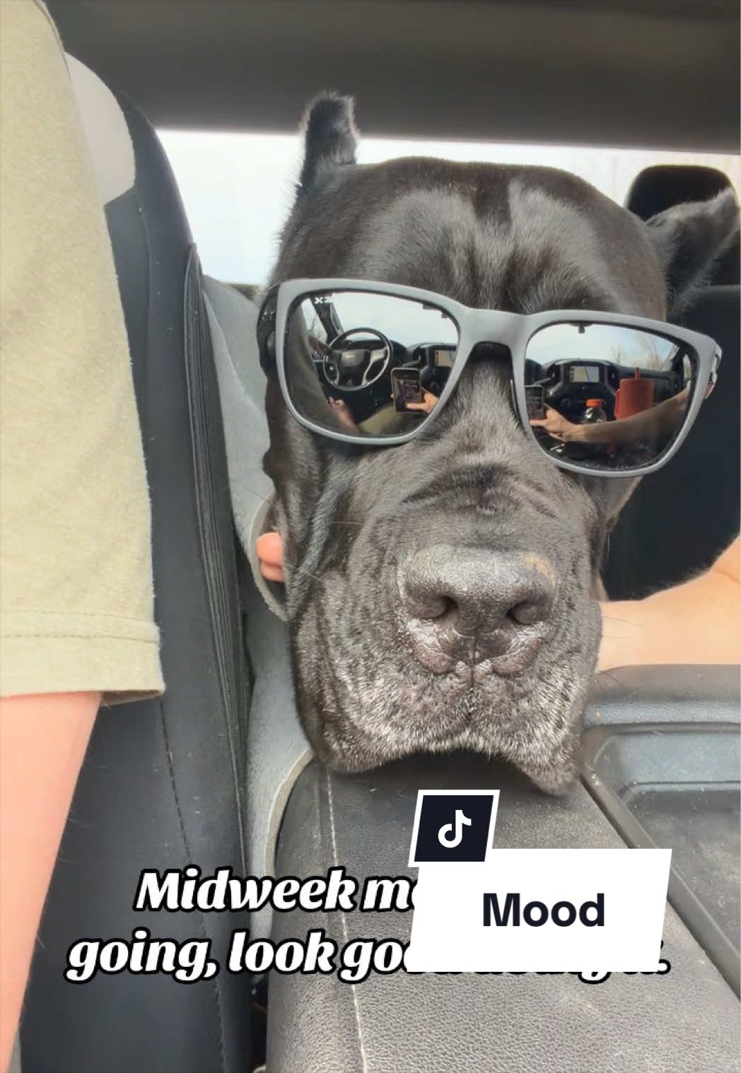 @Boo the Cane Corso