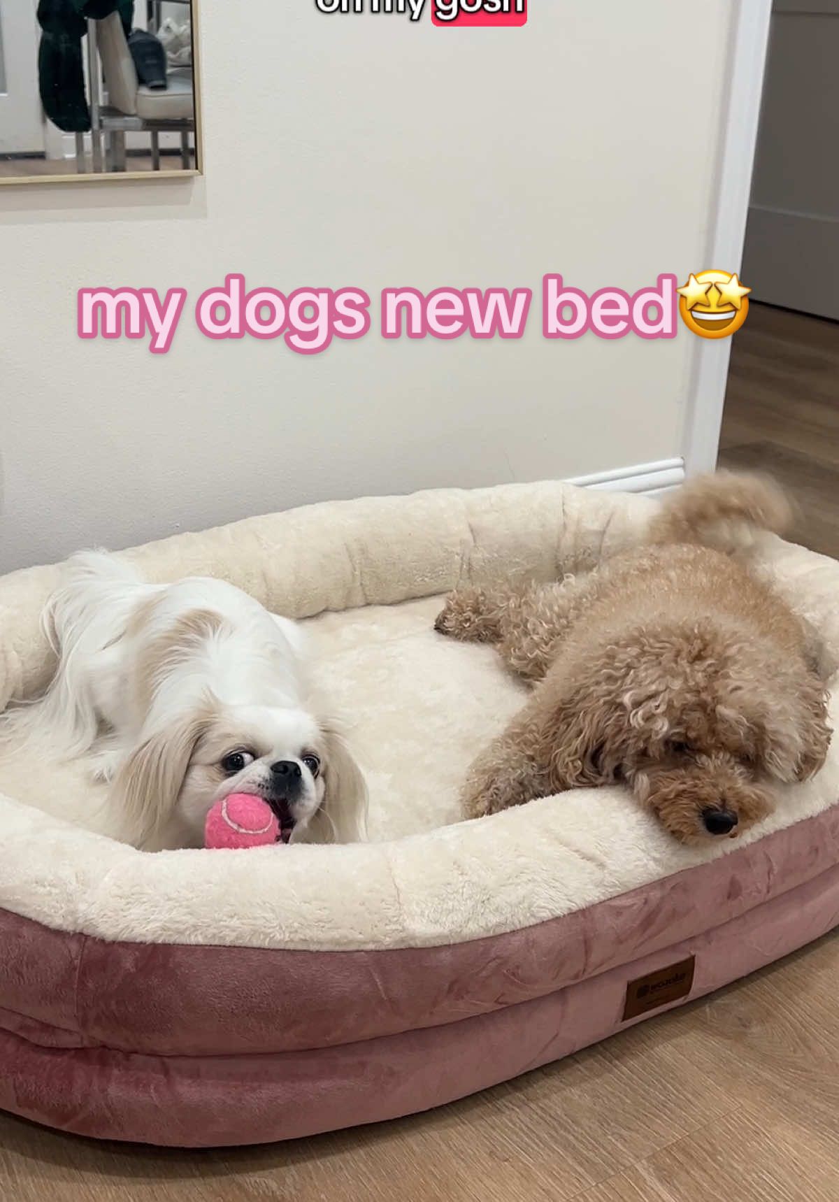 @toe beans inc!🐾