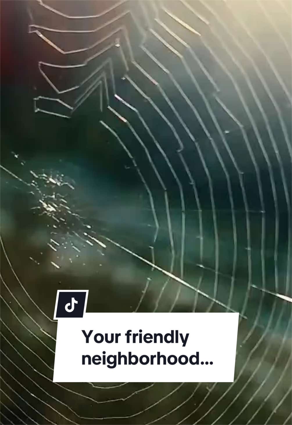 @Gatticus