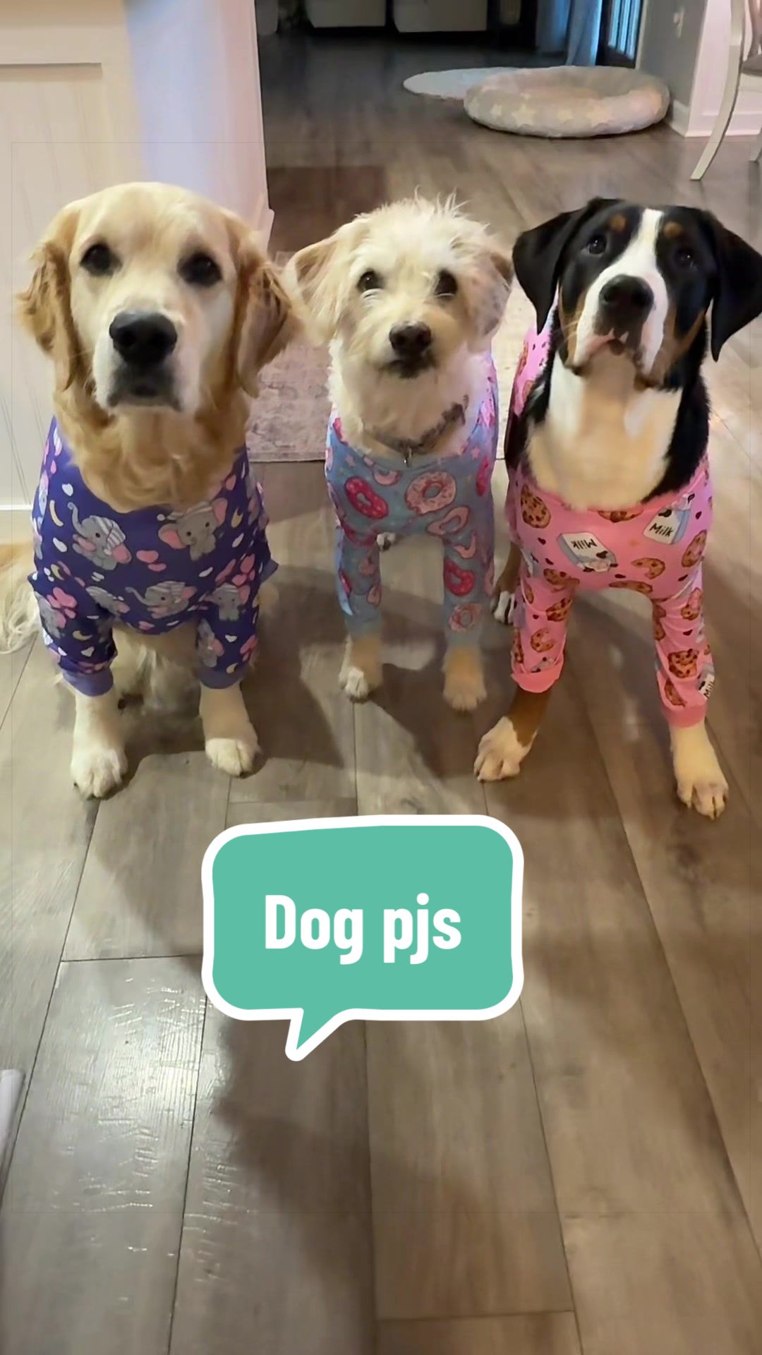 @🐾My3DogLife🐾