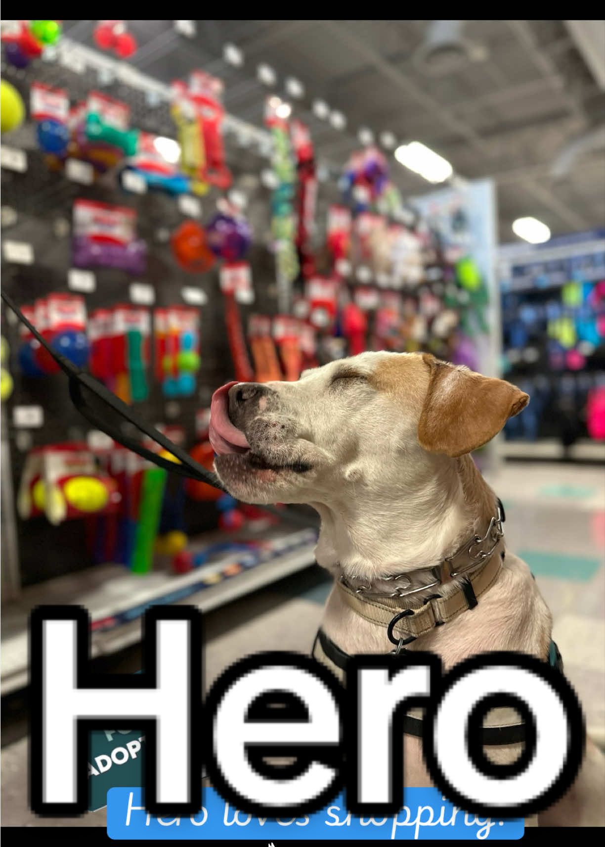 @causeforcaninesrescue