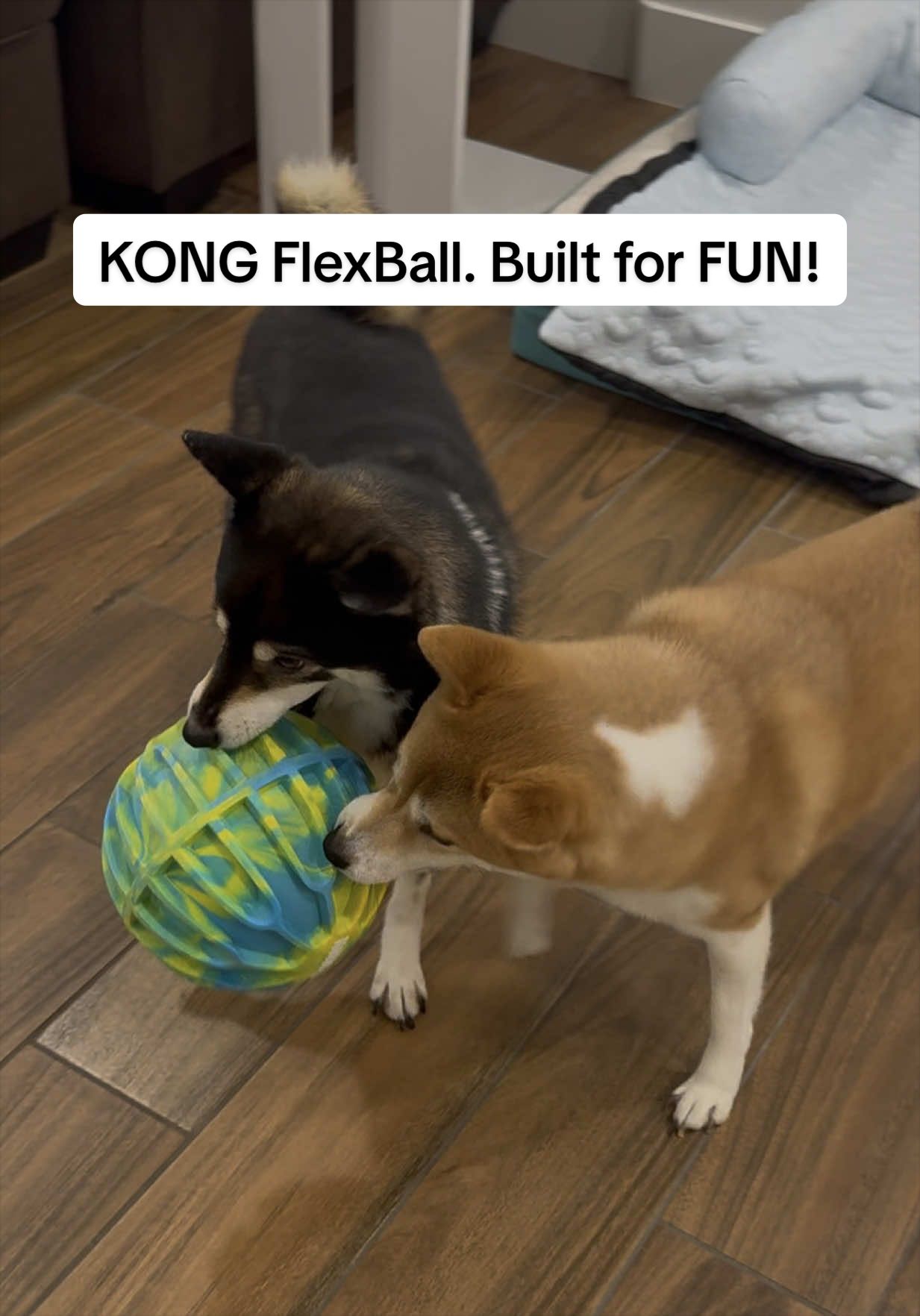 @Flock of Shibas 🐕🐕🐕