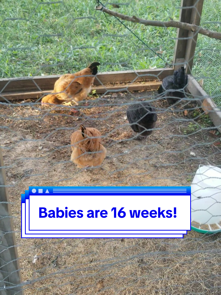 @CityChickenFarm