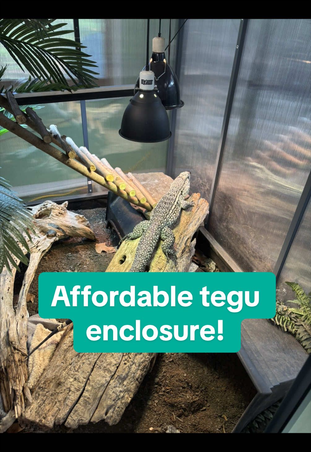 @BeWild Reptile Rescue