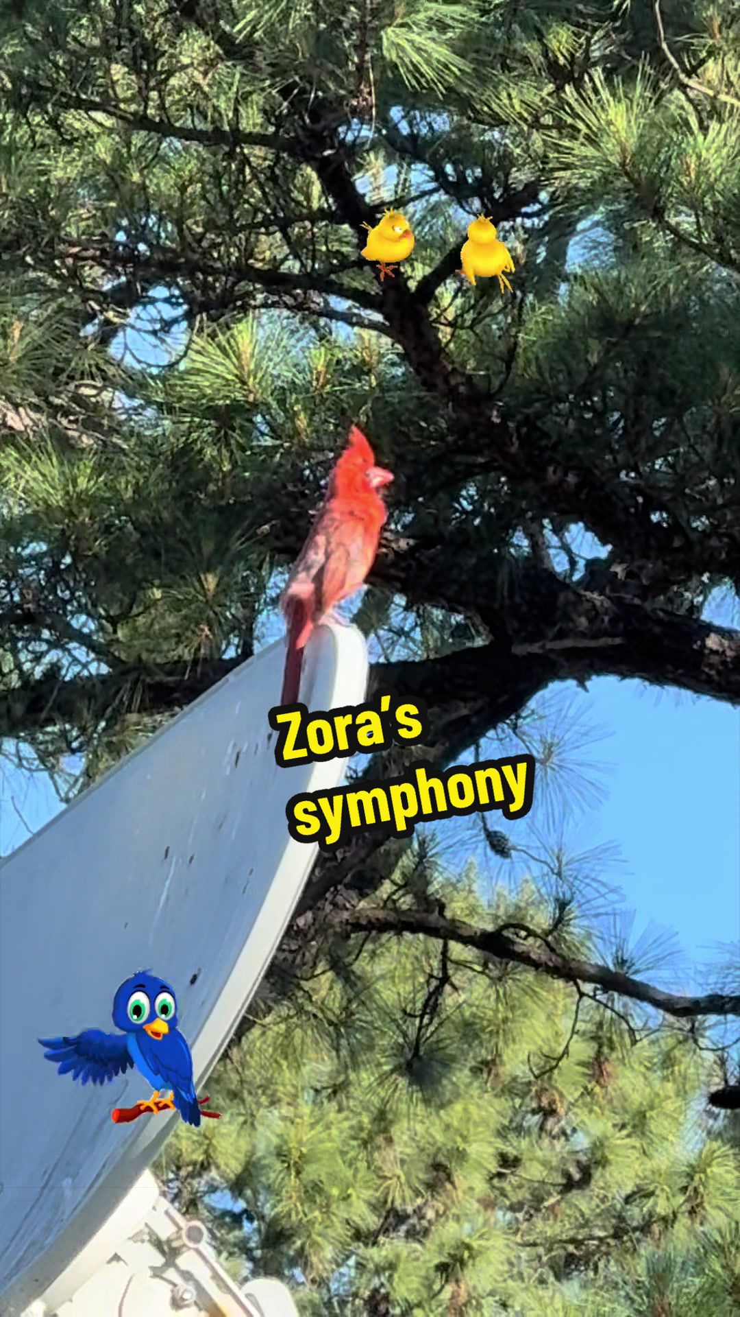 @Zora the bulldog
