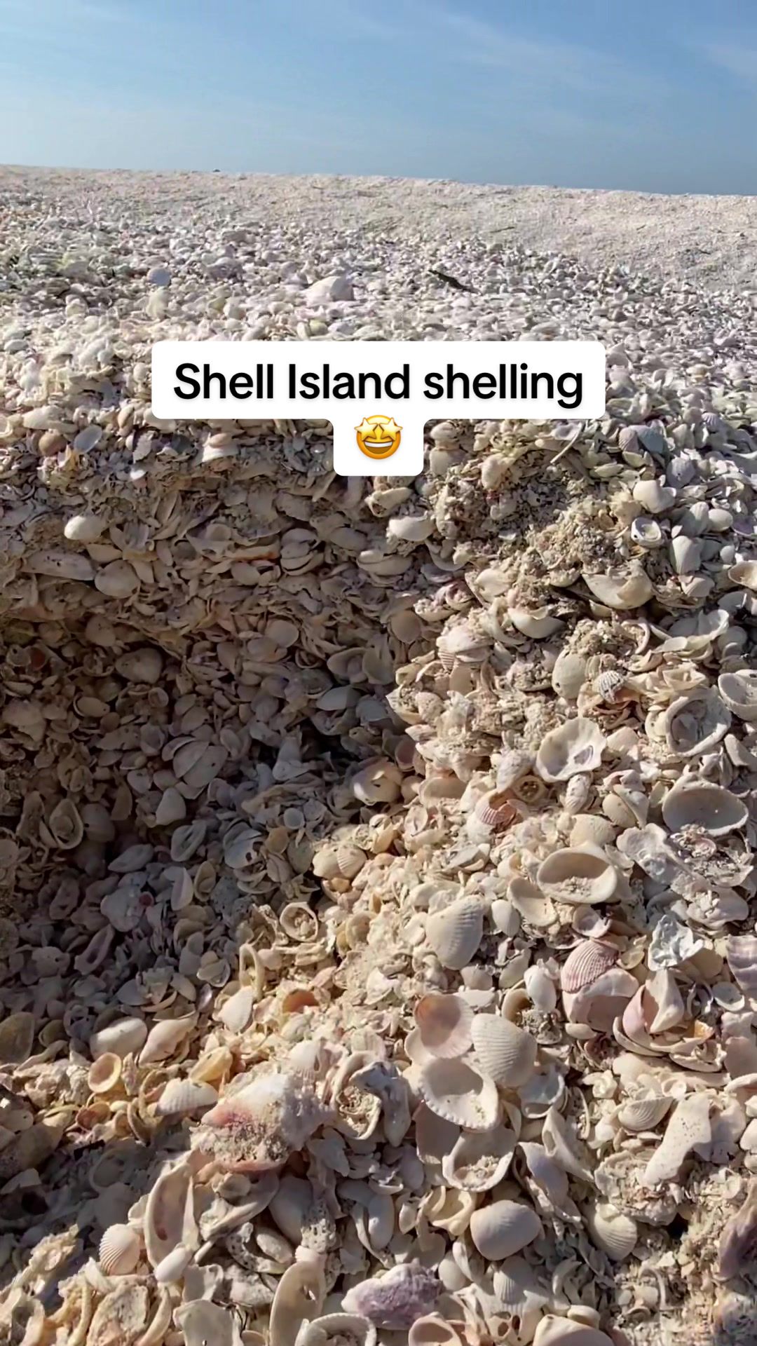 @🐚Jojo🌴