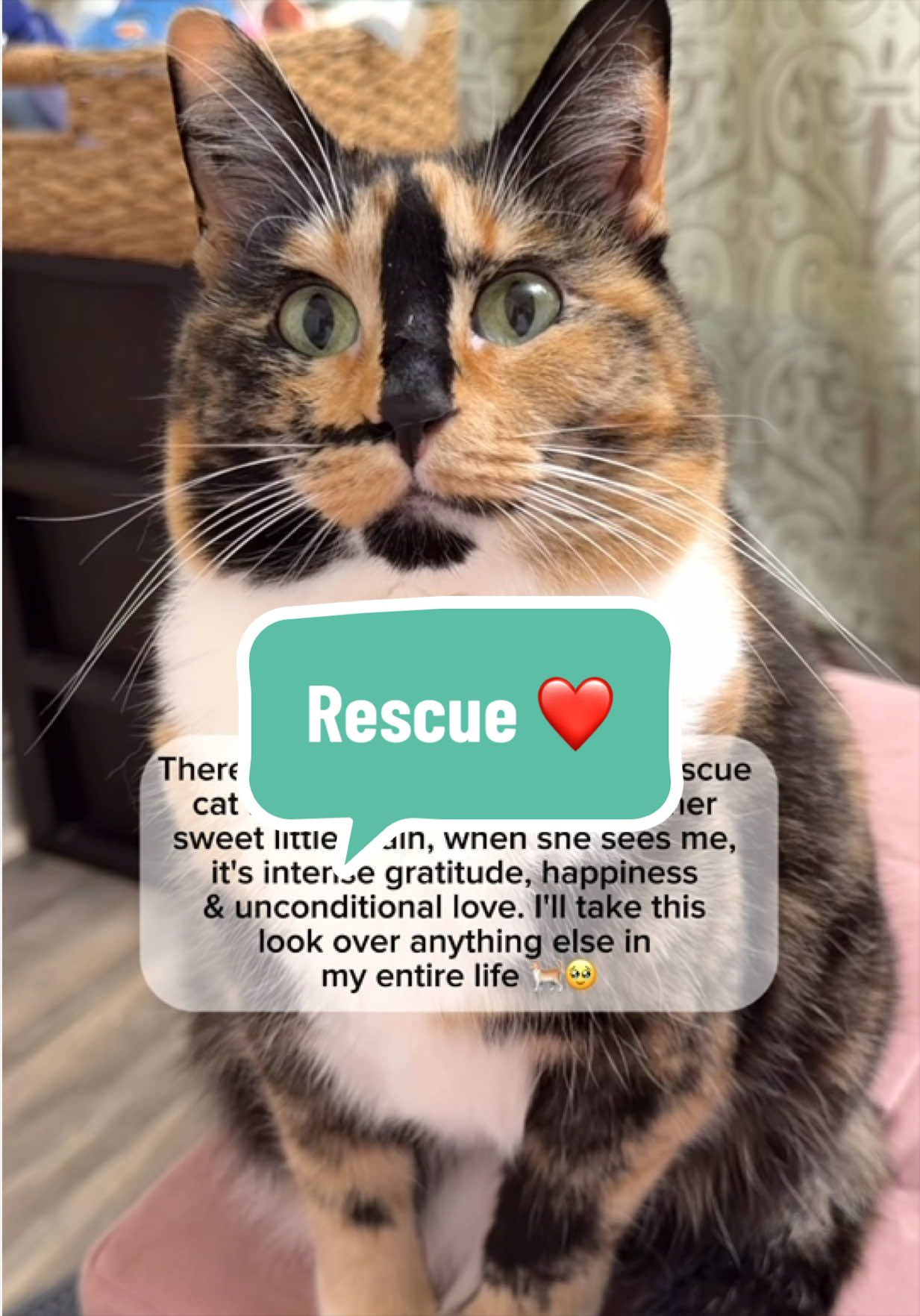 @SnickersTheSmilingCat