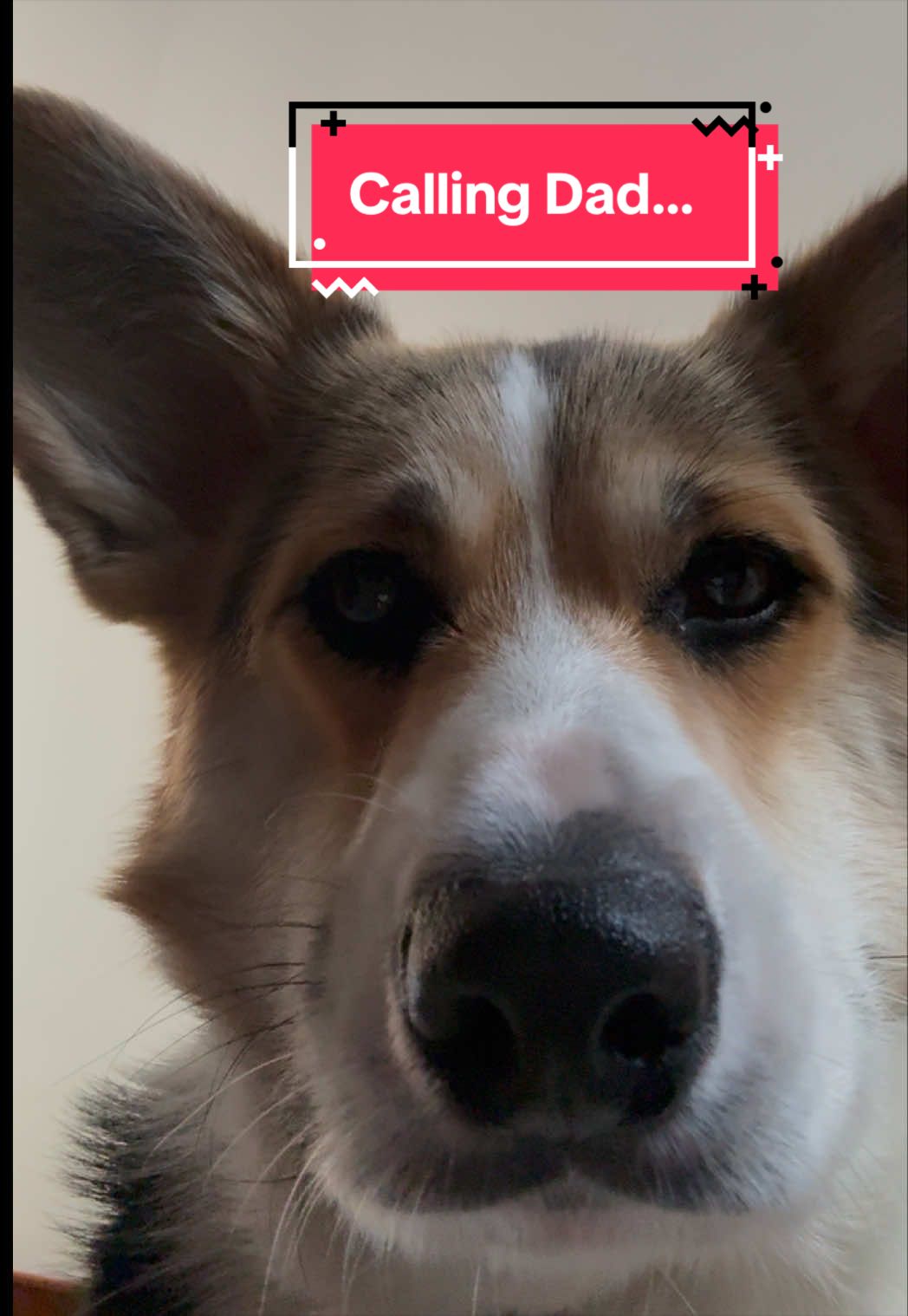@Cannoli the Corgi