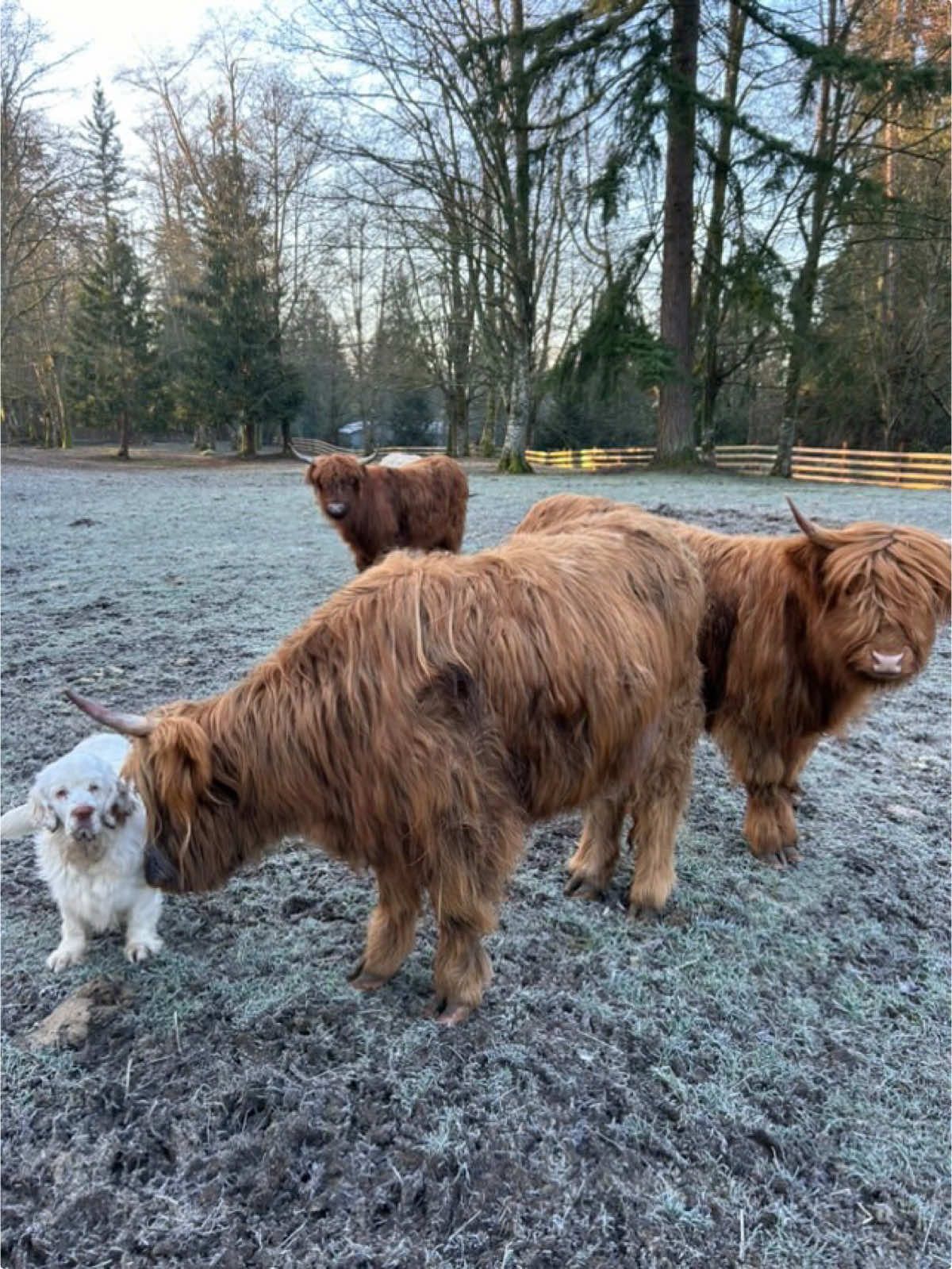 @Rainsway Clumber Spaniels
