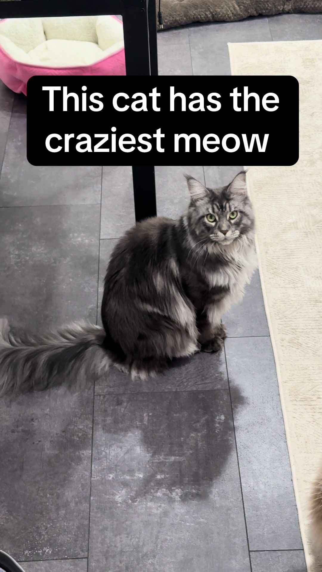 @Theo & Ember 🐈🐈&zwj;⬛