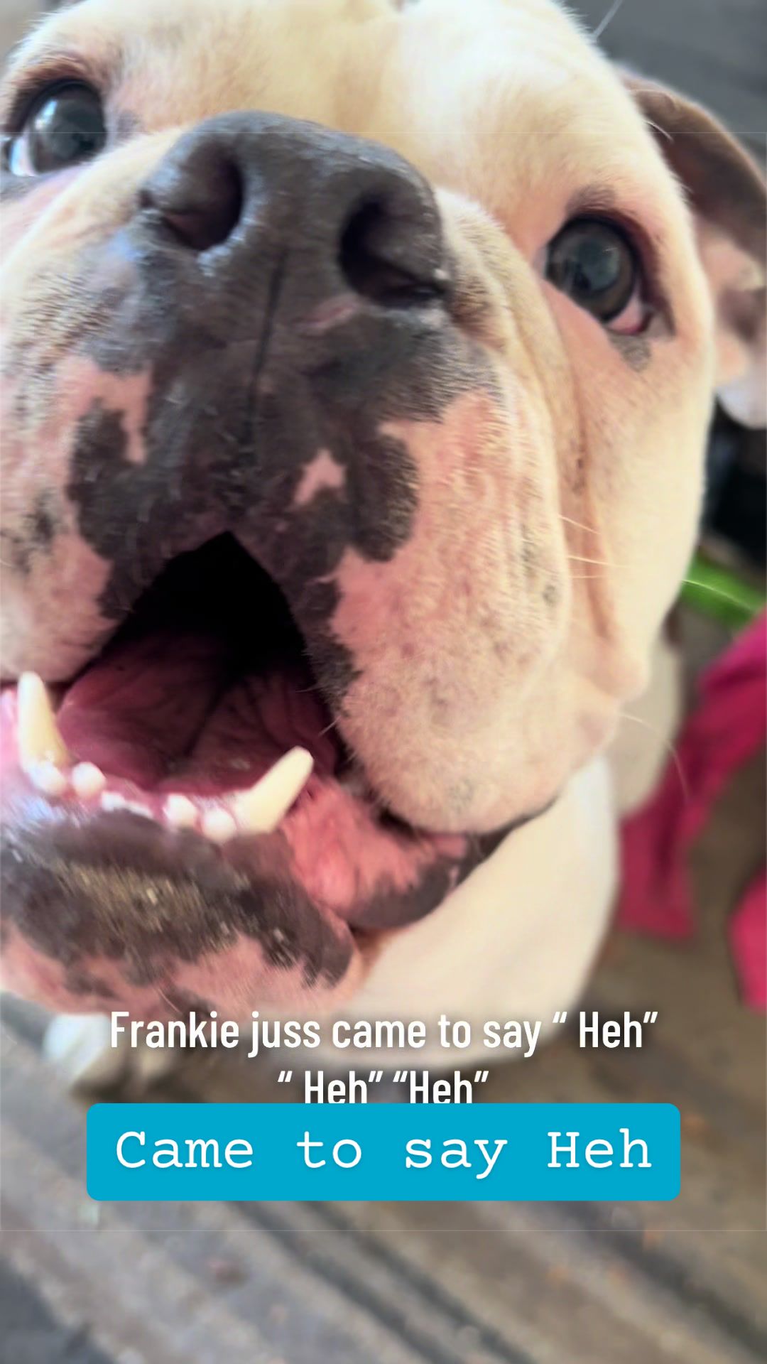 @It’s Frankie UH ERM! & CLEETUS