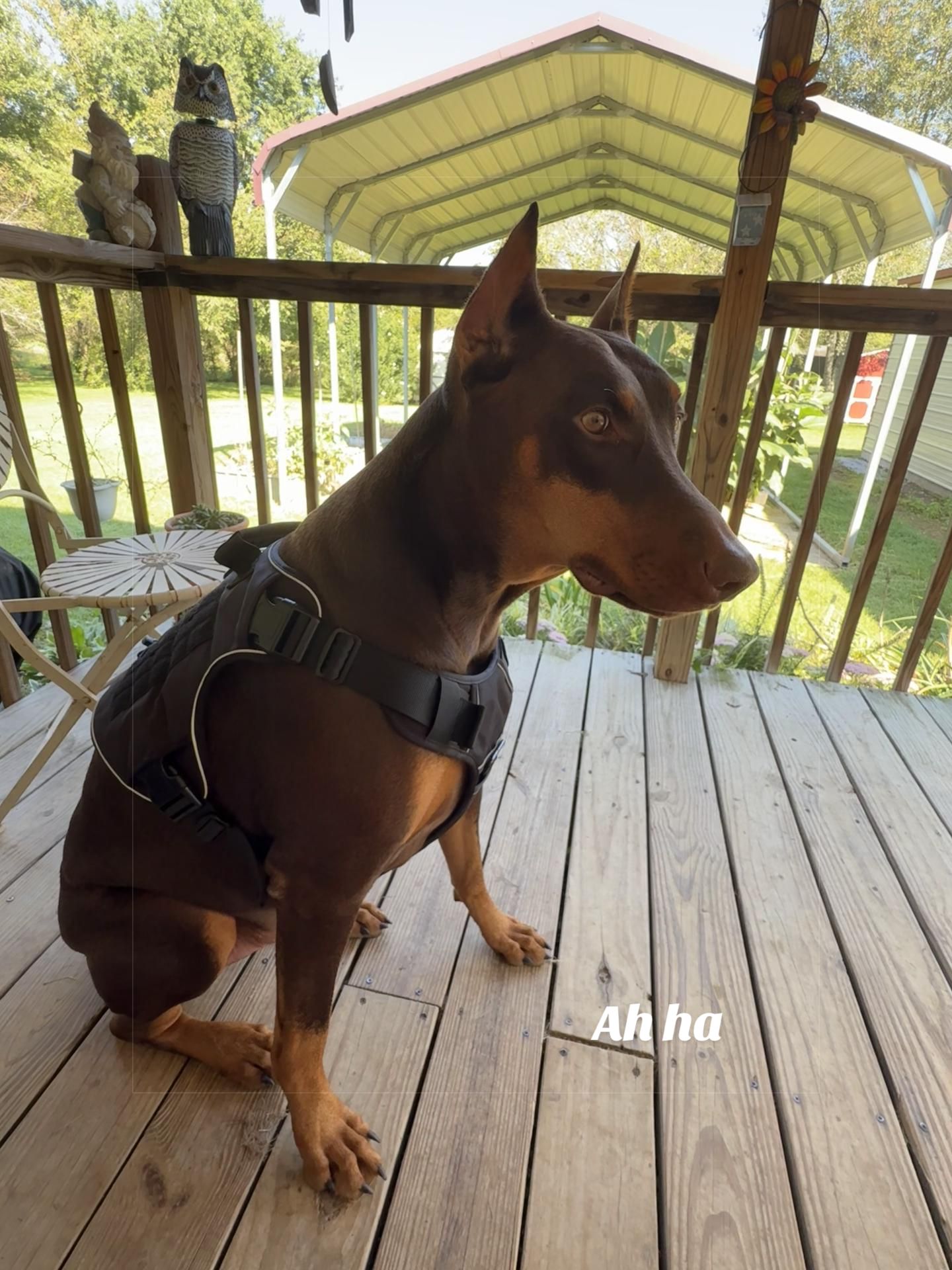 @Chocko The Doberman