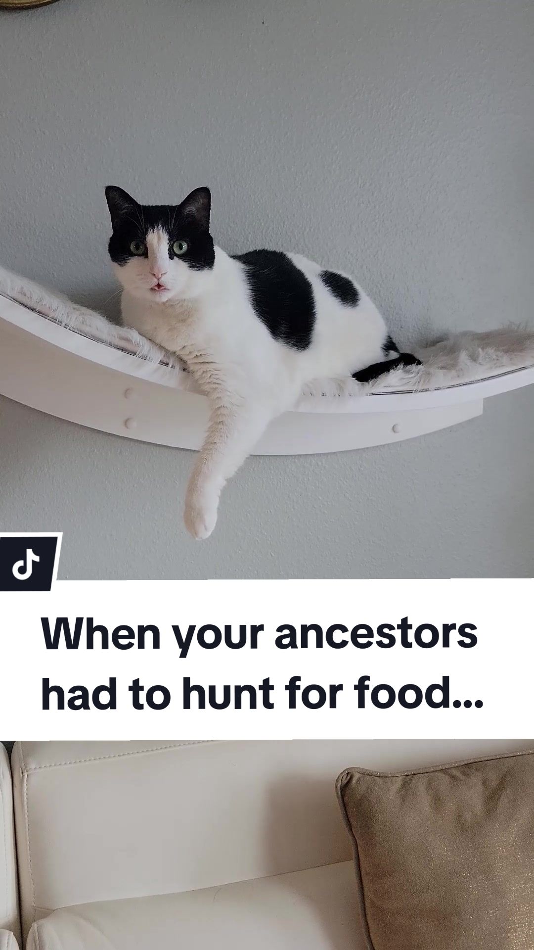 @Leo & Ali the cats 🐈