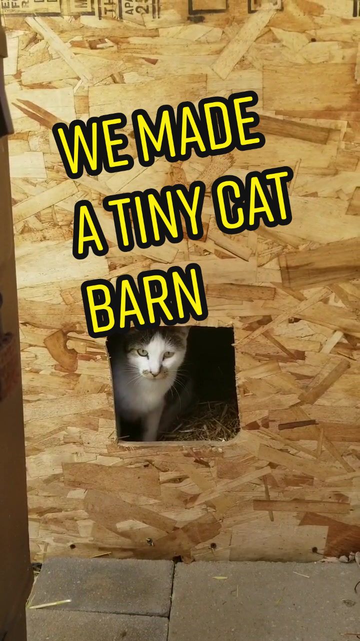 @tiny_tnr_tigers