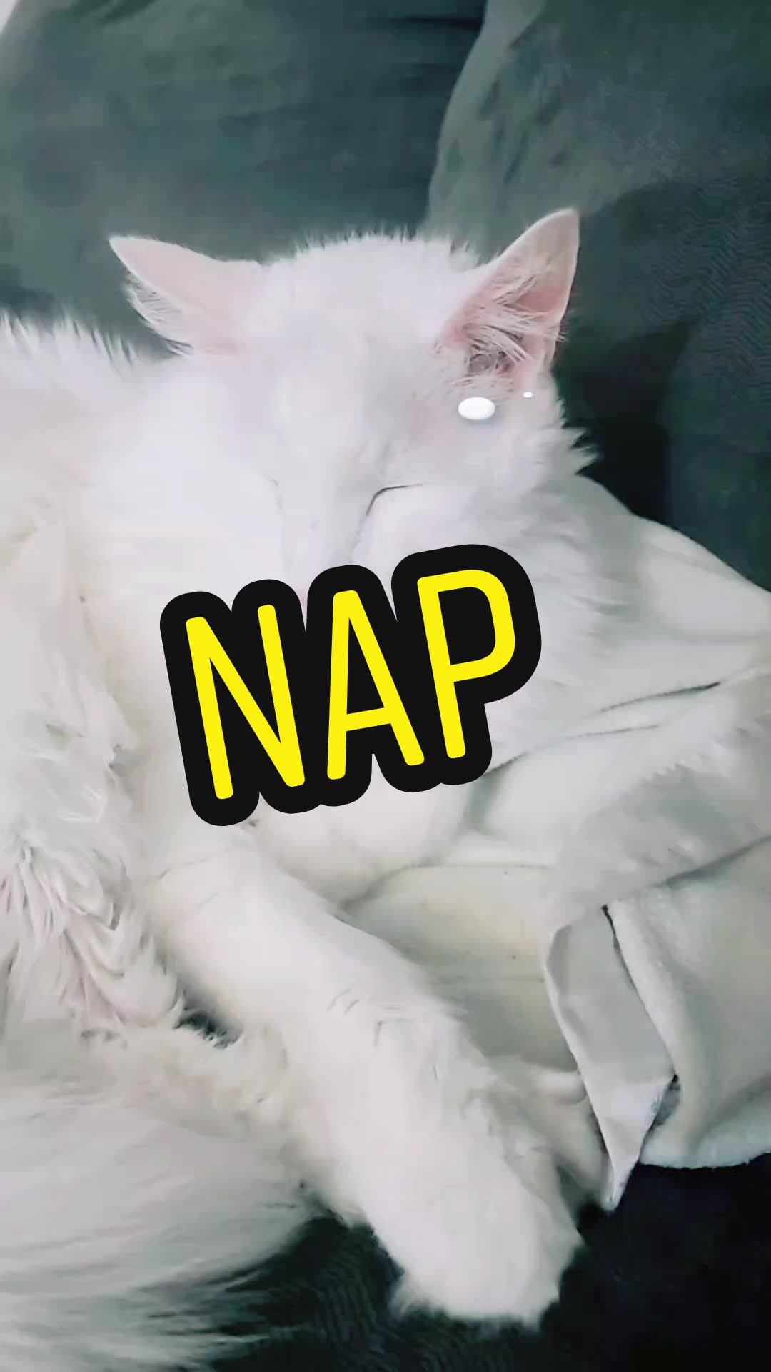 @macabrepisces