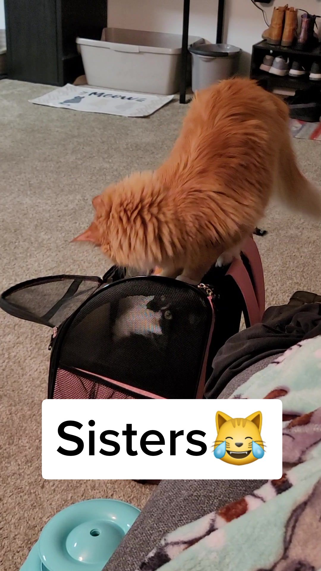@🐾Mama Meow🐾
