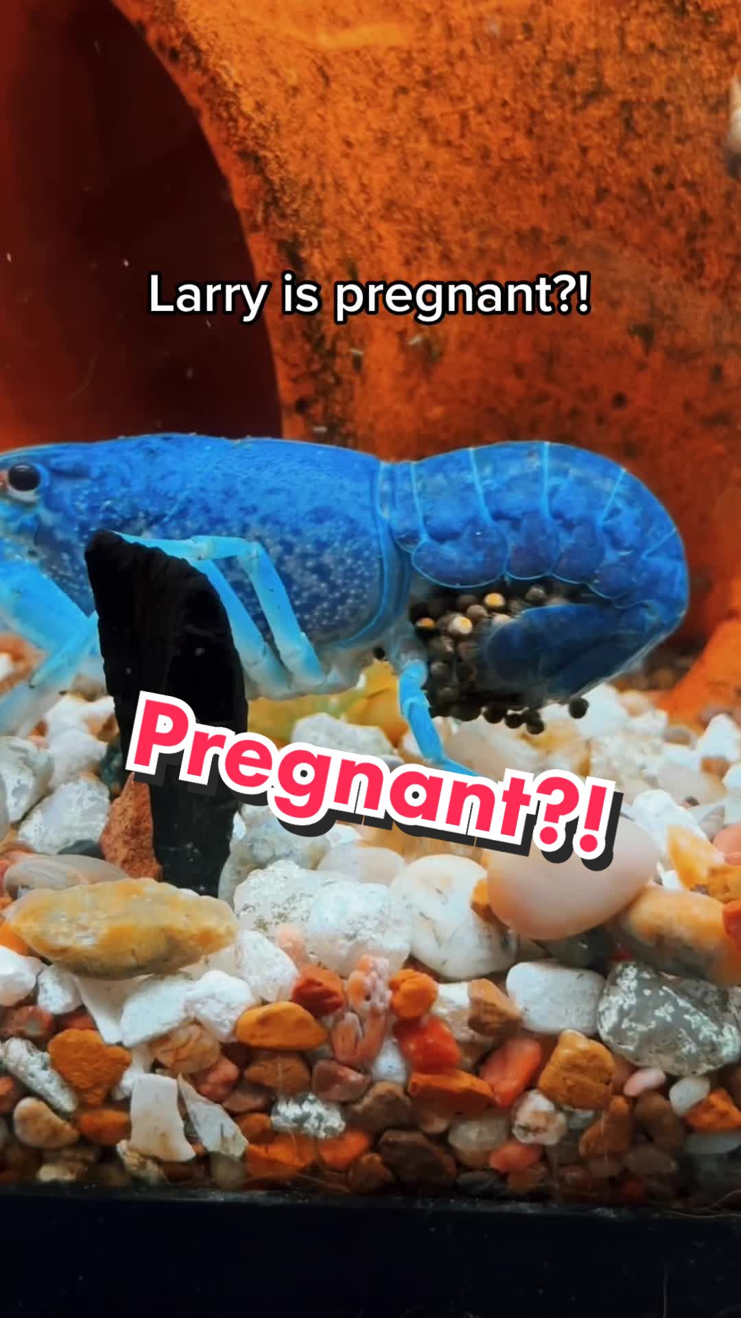 @Larrythebluecrawfish