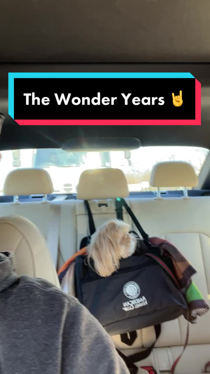 @Dr. Max and Ollie 🐶