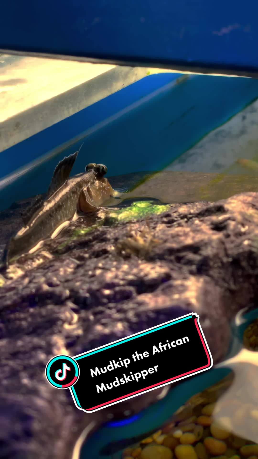 @iamreptilianmarc