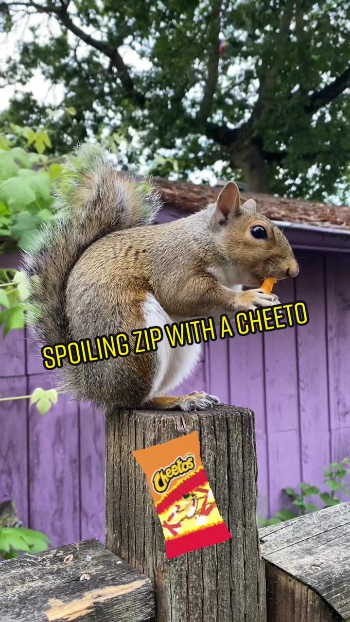 @ZippyTheRescueSquirrel