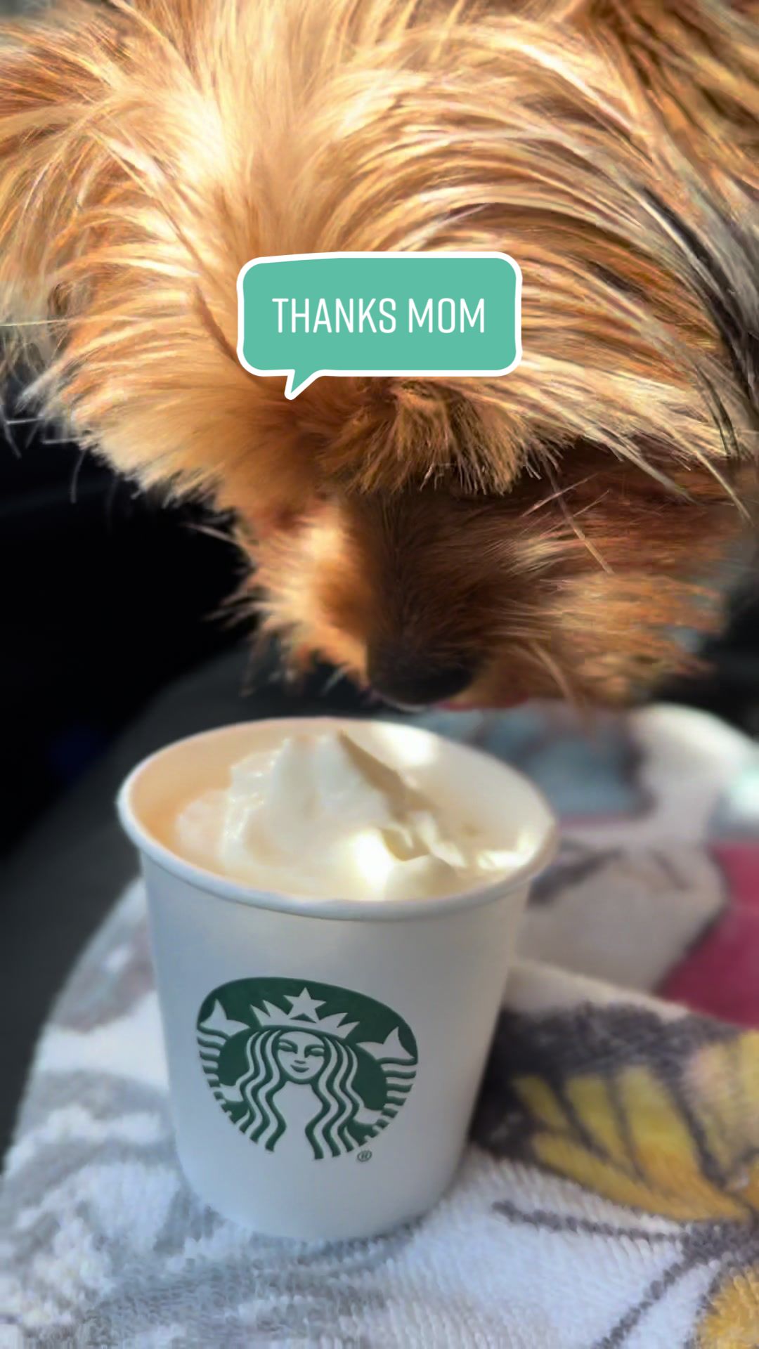 @YorkieKissKiss