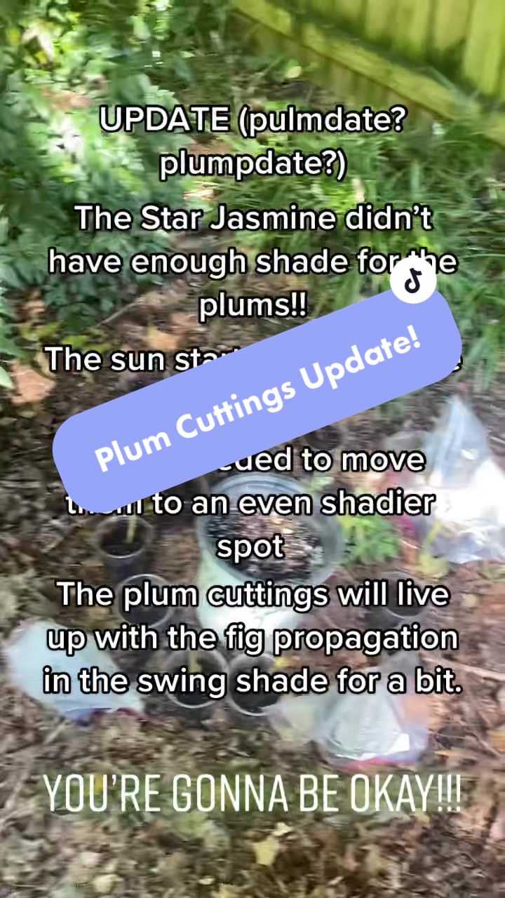 @julia