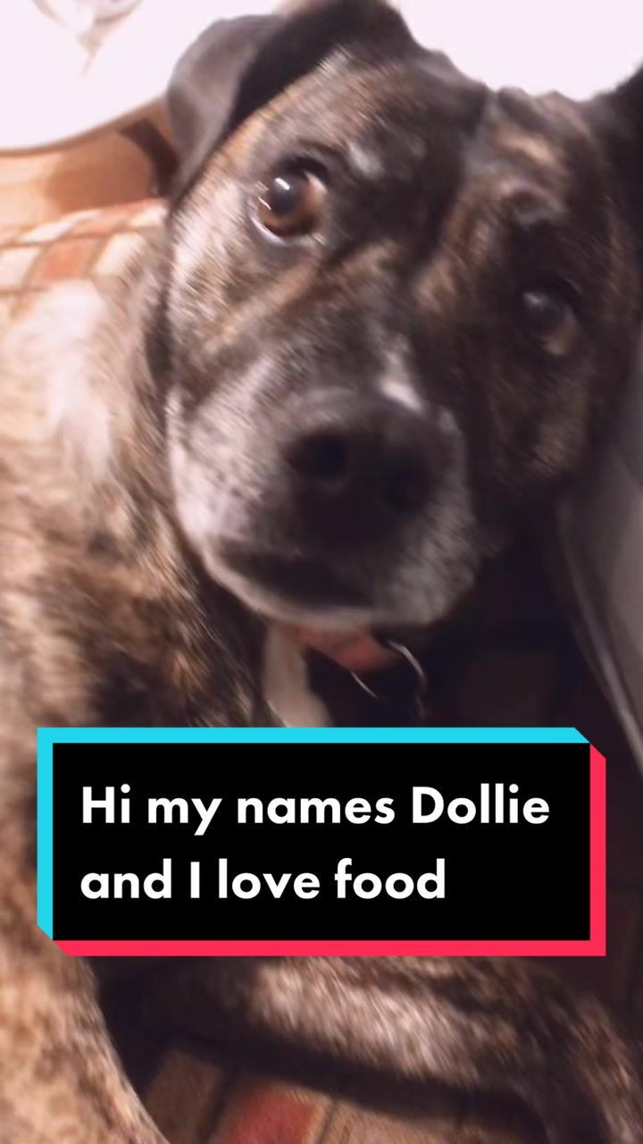 @Dollie the Doggo🐶