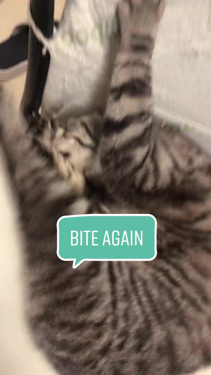 @Ice-creamy cat