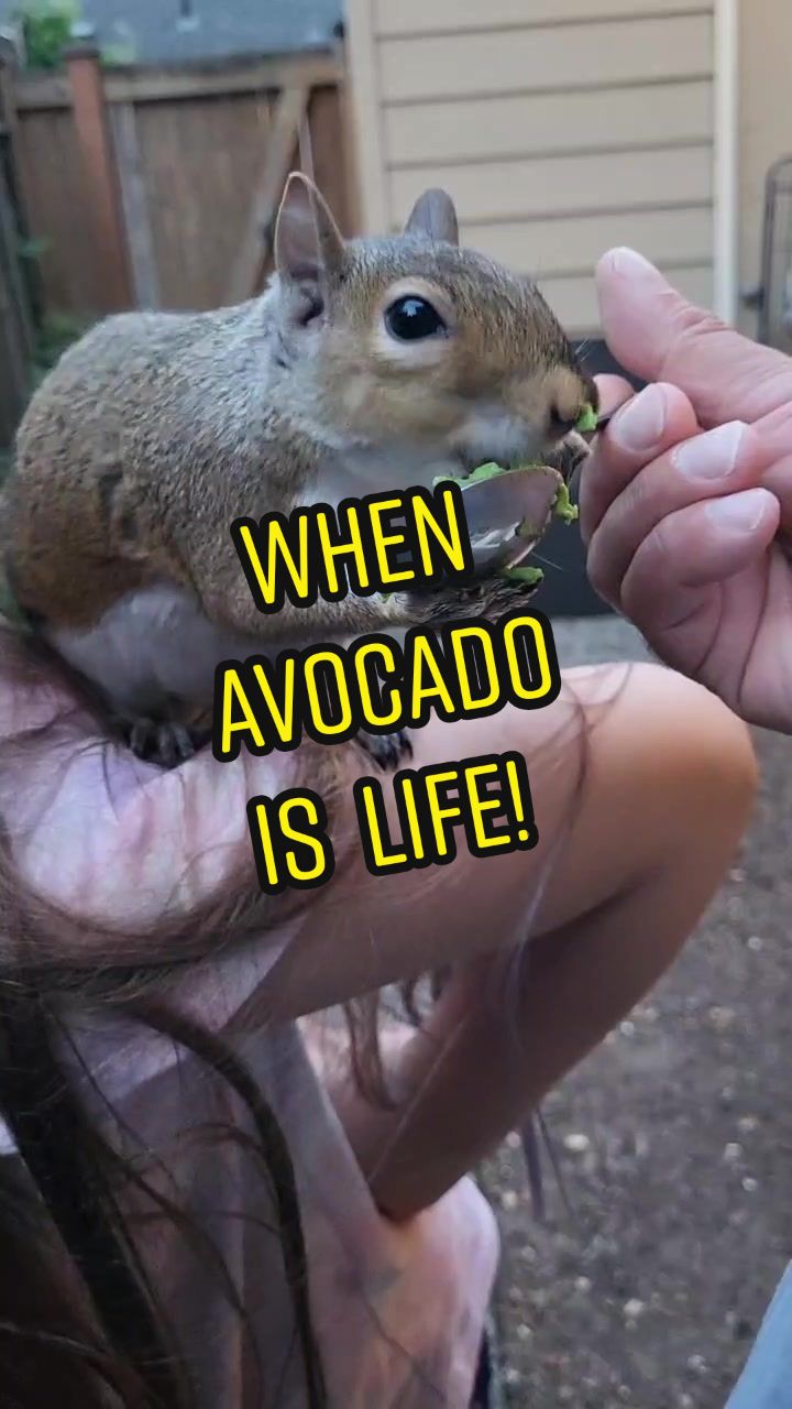 @ZippyTheRescueSquirrel