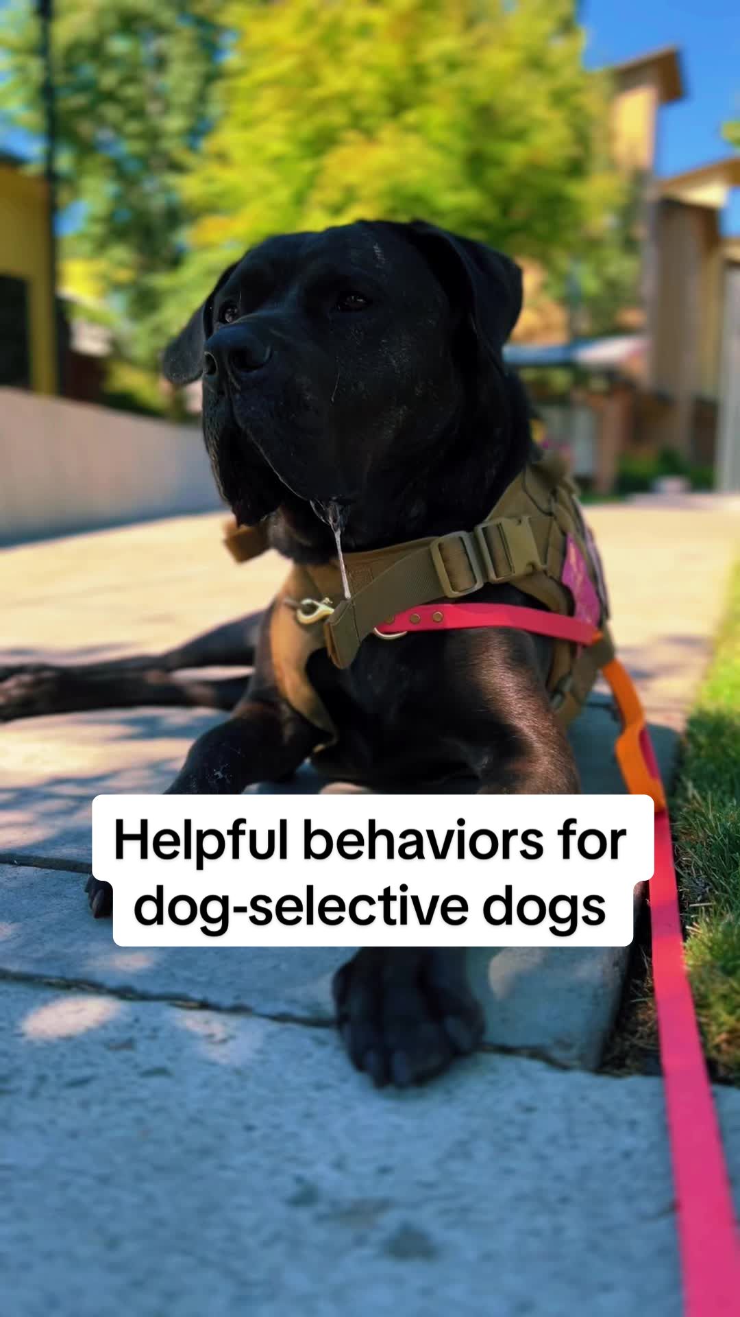 @lauren | dog behavior pro