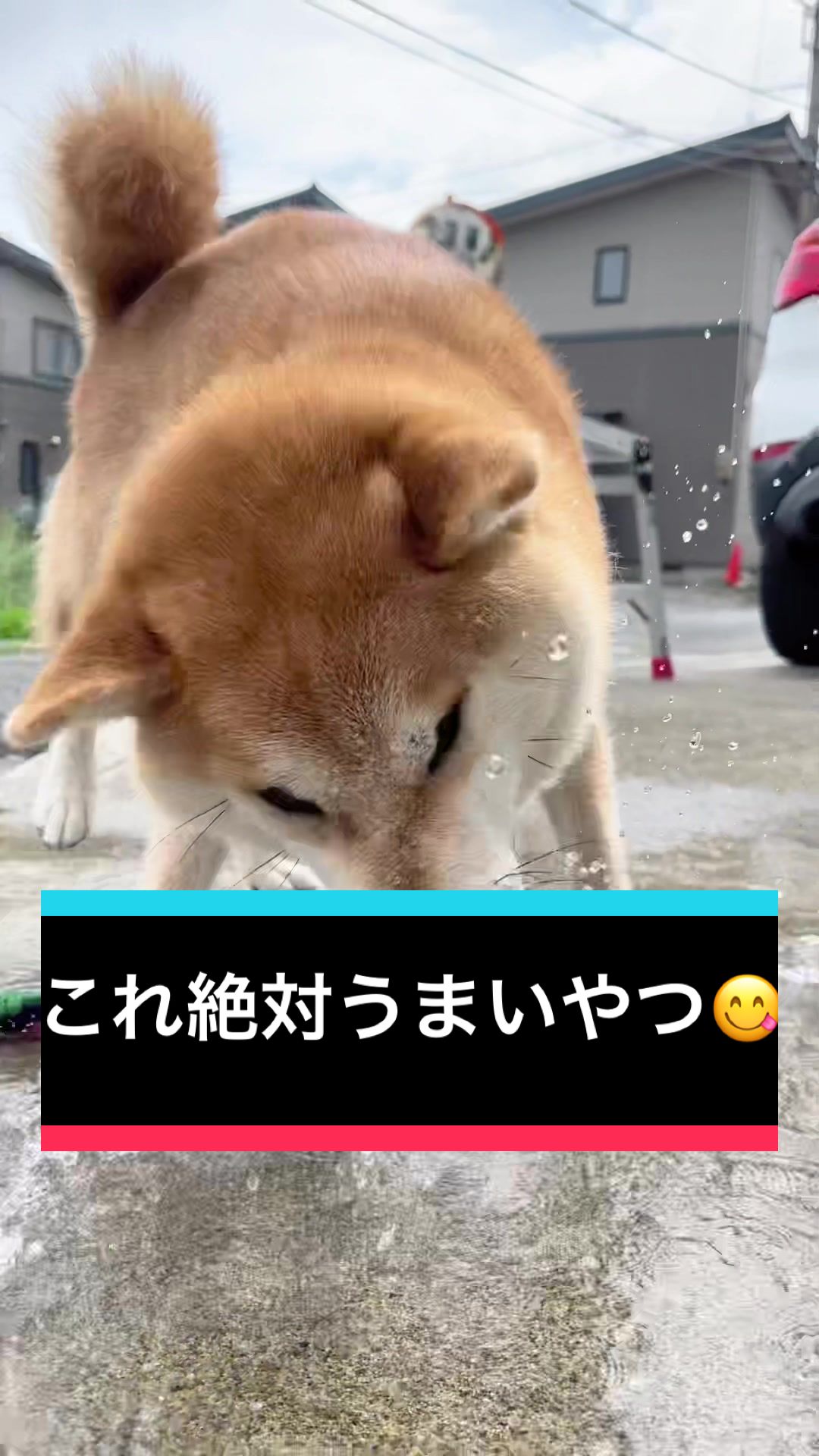 @🧿Mamidogs🧿