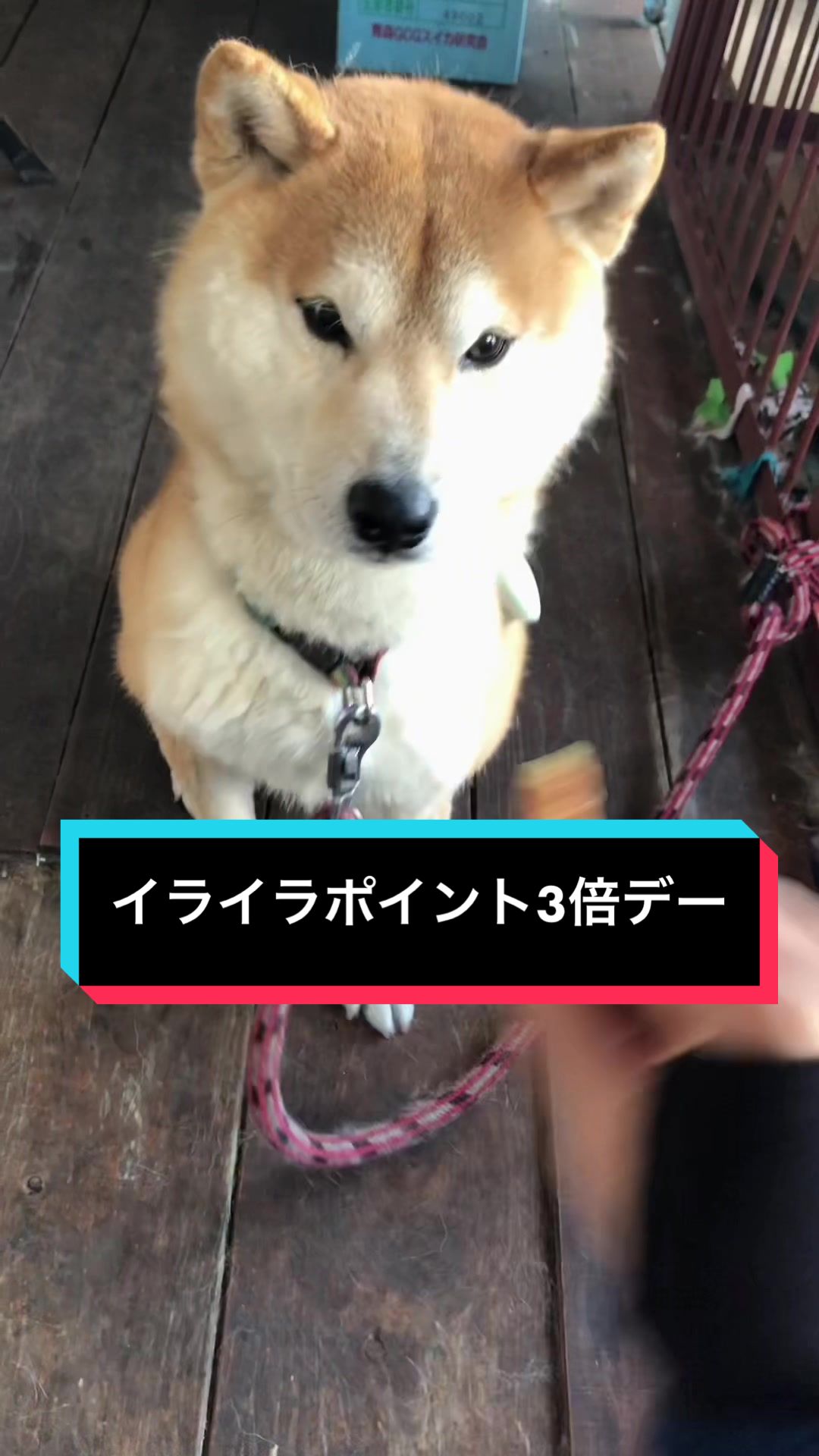 @🧿Mamidogs🧿