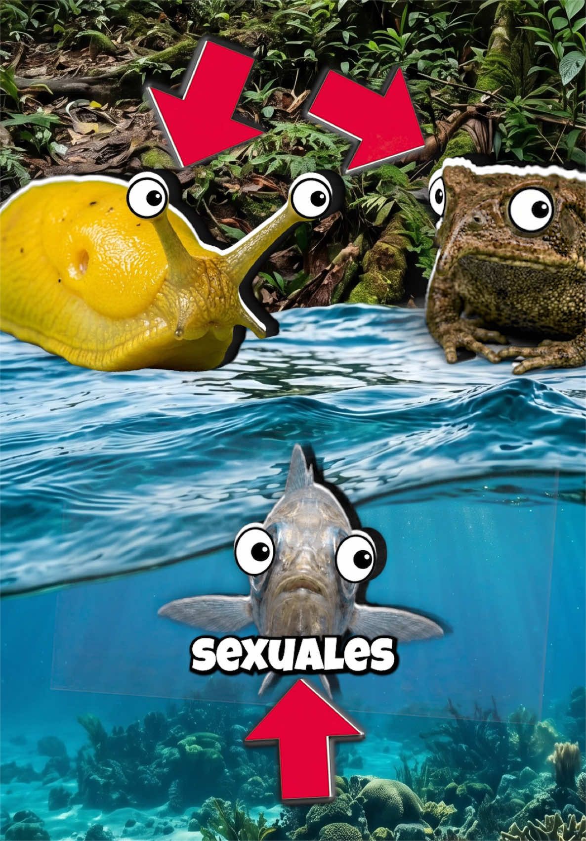 @GabSolf