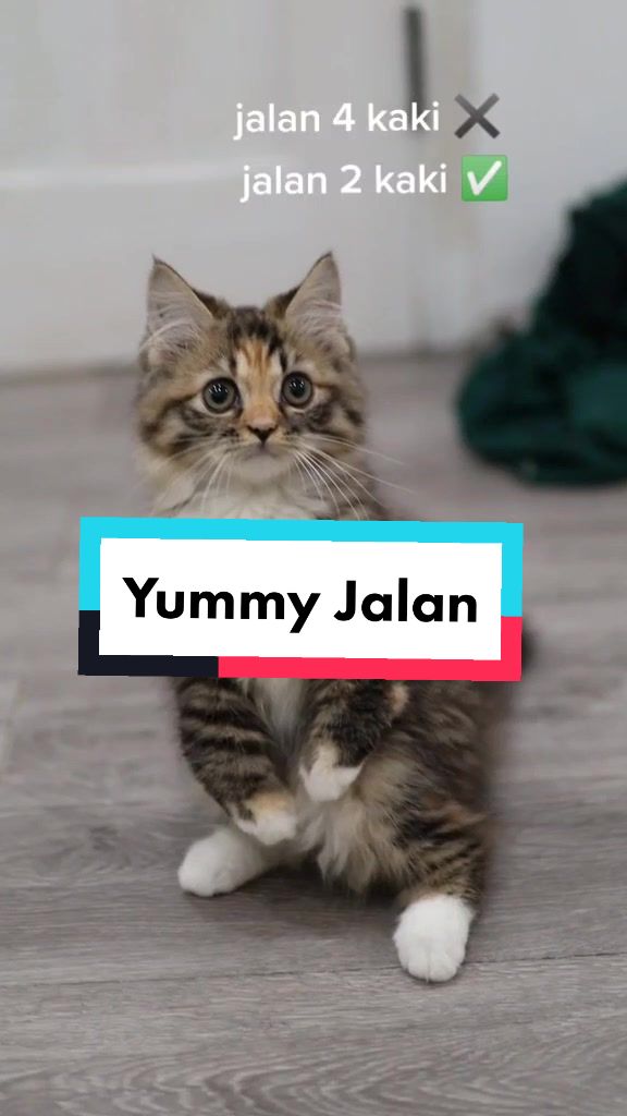@Nekopethouse - Adopsi Kucing