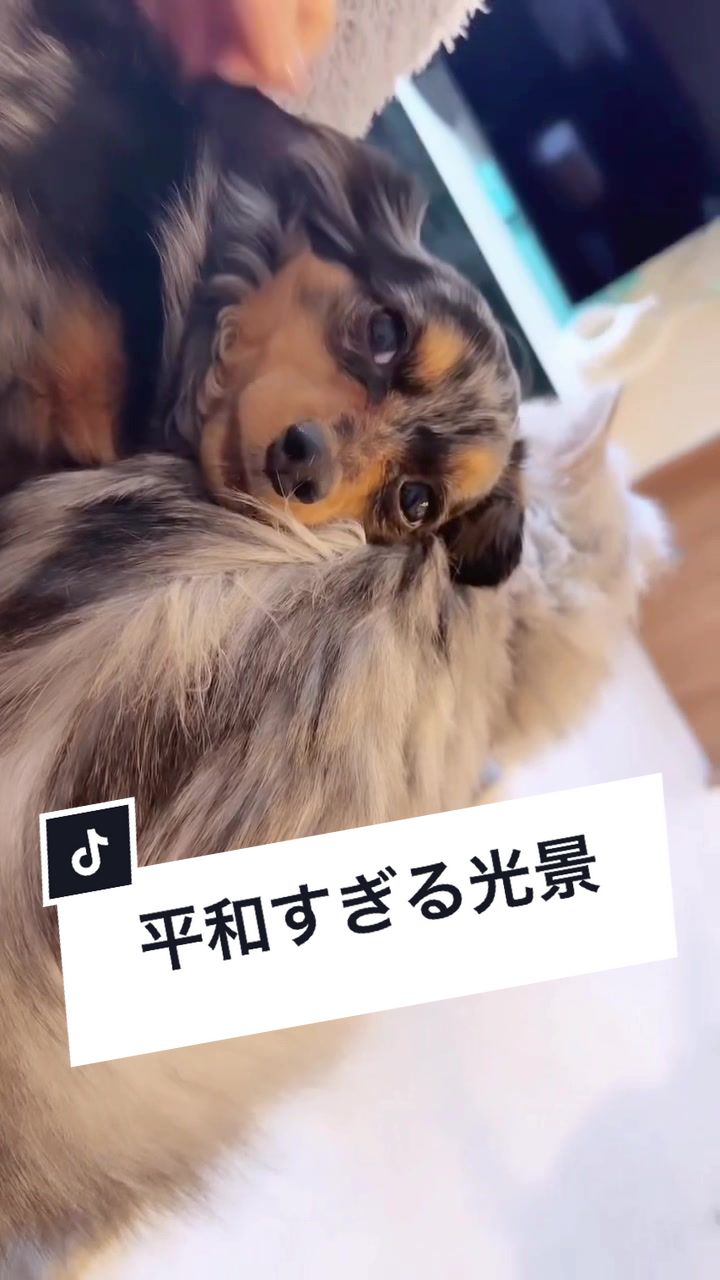 @チワックスの諭吉くん🐾