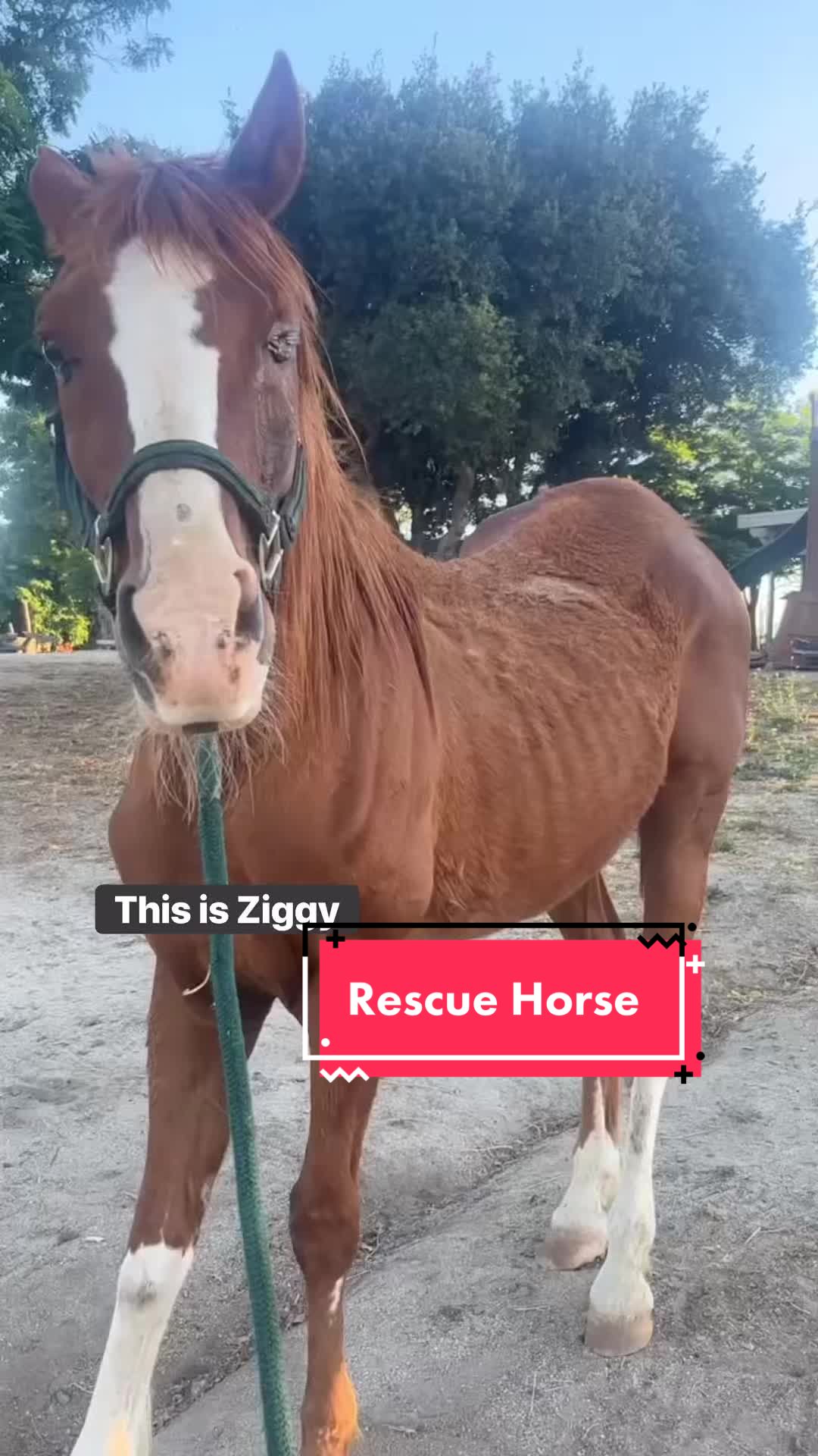 @Hooves ‘n Hearts Equine Rescue