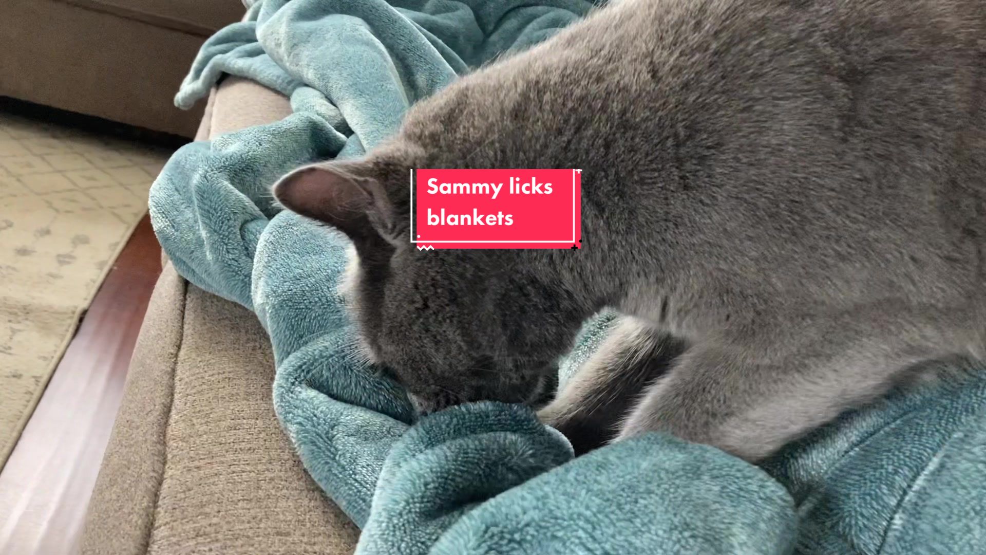 @coopersissysammy