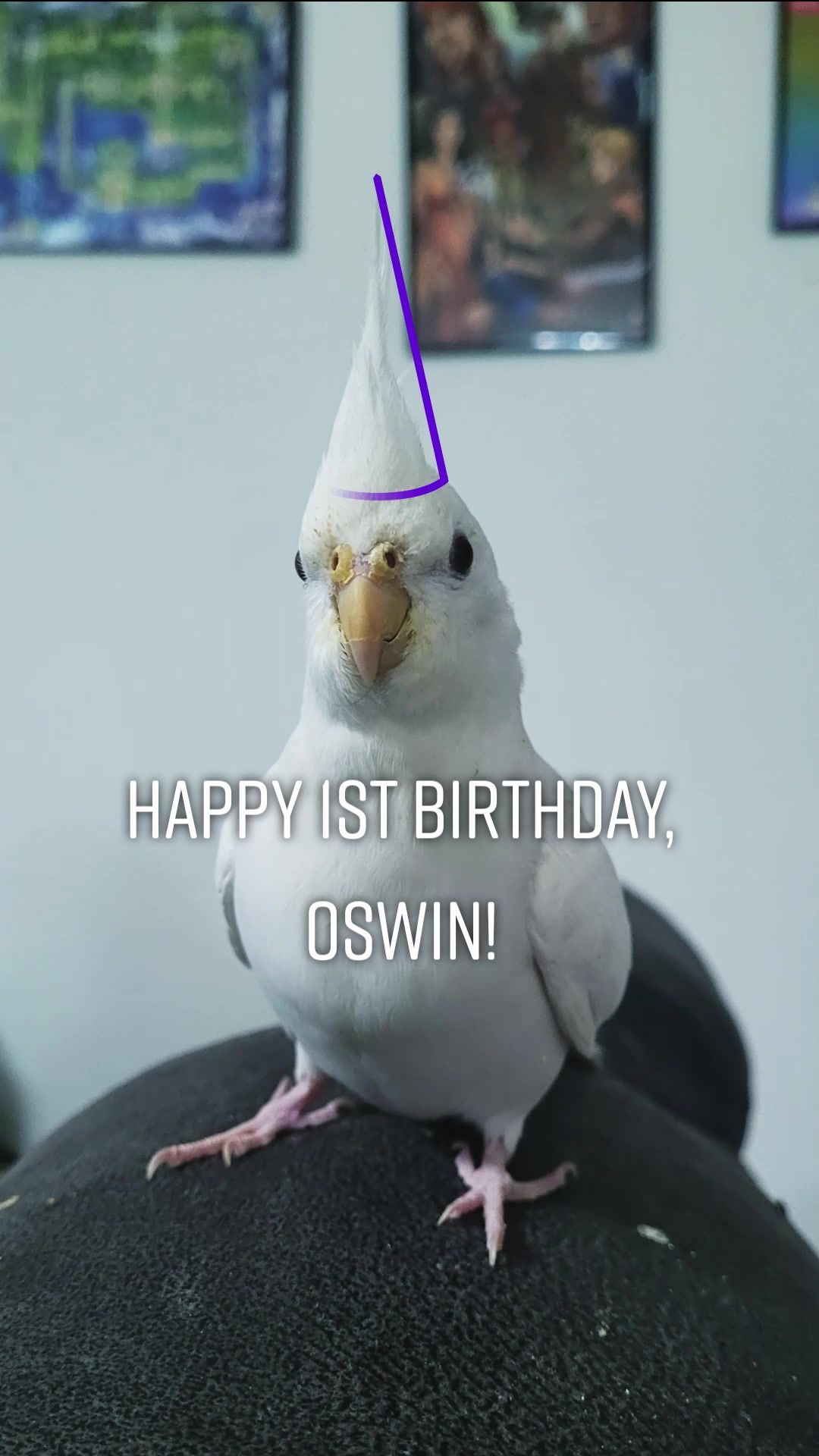 @My Budgie, My Budgie, And Me