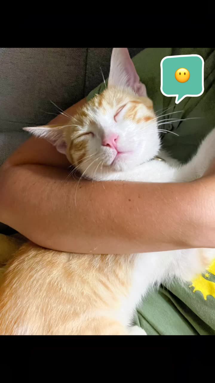 @The Fur Babies 🐈 🐈&zwj;⬛ 🐕