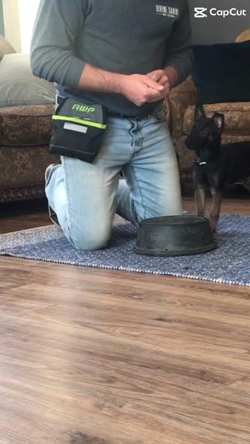 @DivineCanineDogTraining