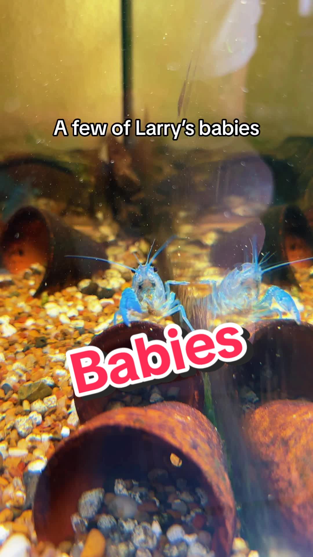 @Larrythebluecrawfish