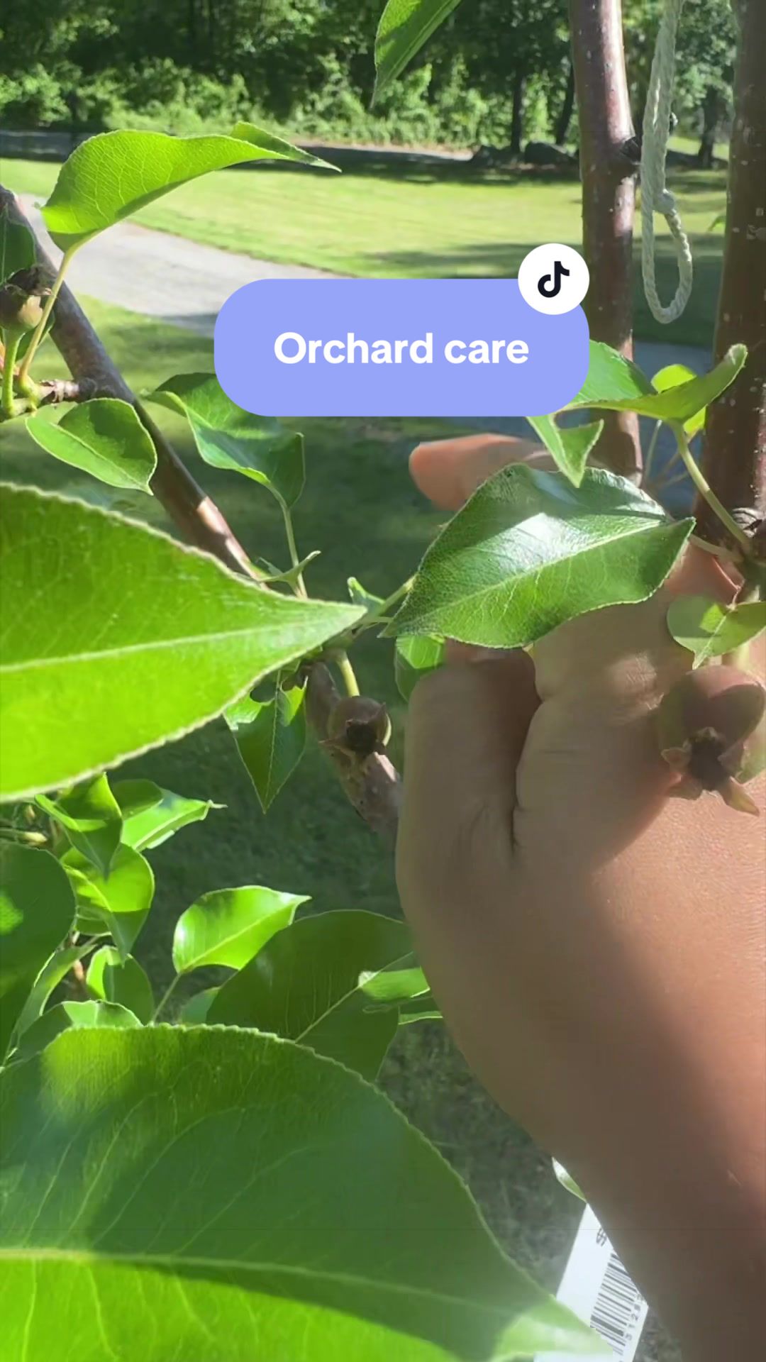@Manica | zone 6a gardener