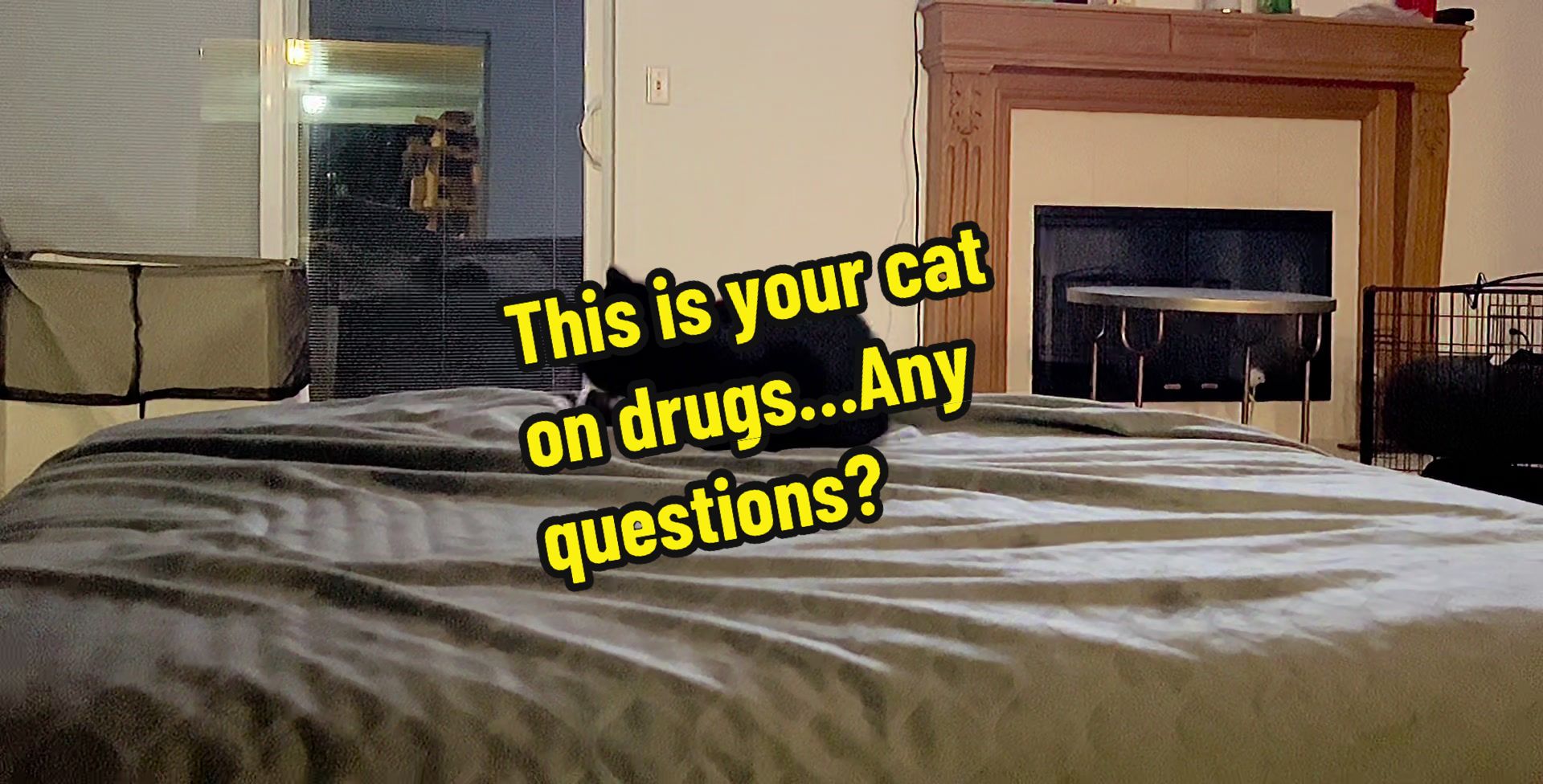 @Cats&Coons