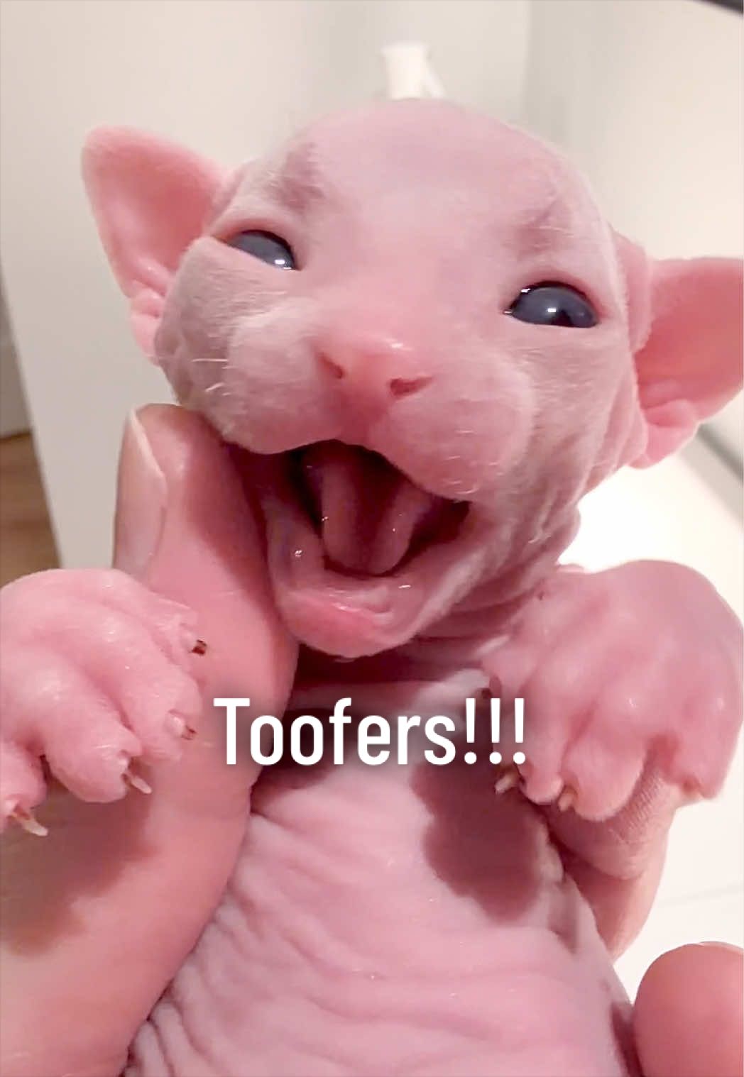@Boba’s Buds Minskin Cats