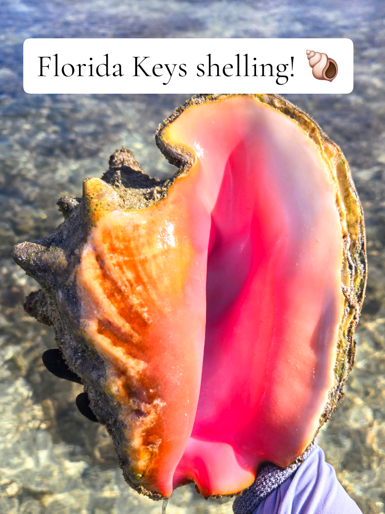 @The Seashell Mermaid ๐
