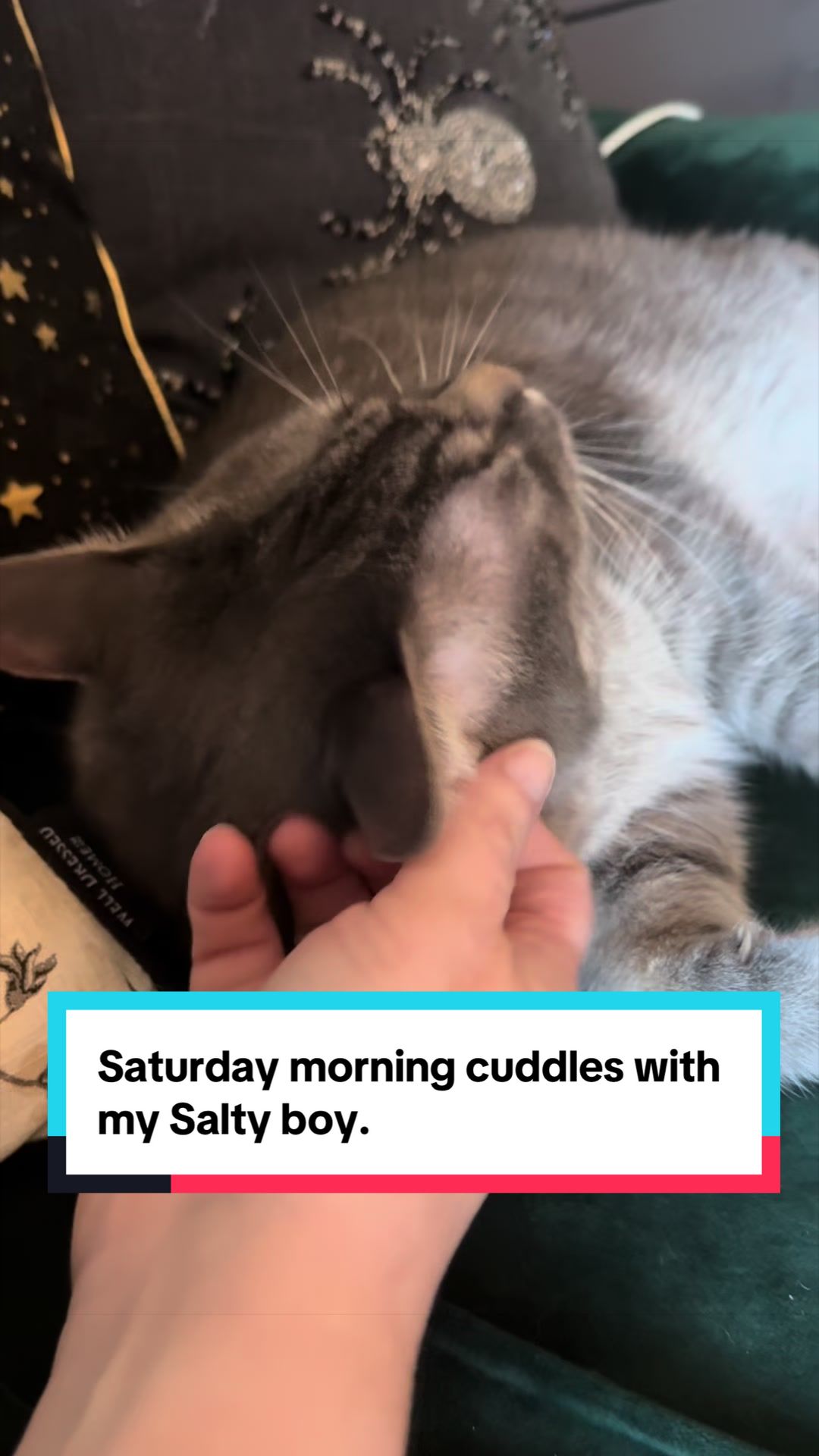 @my2blindcats