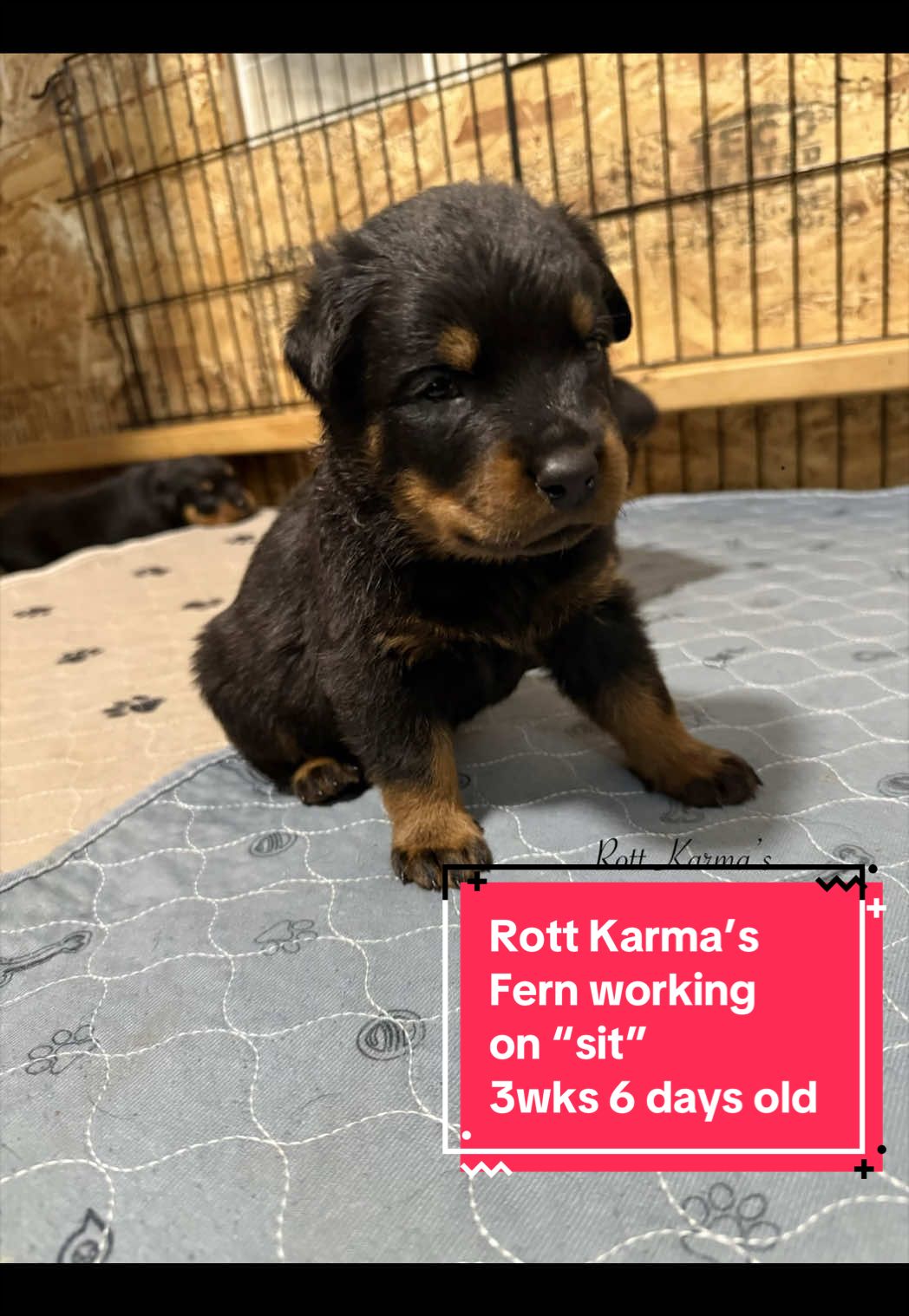 @Rott Karma Kennels LLC