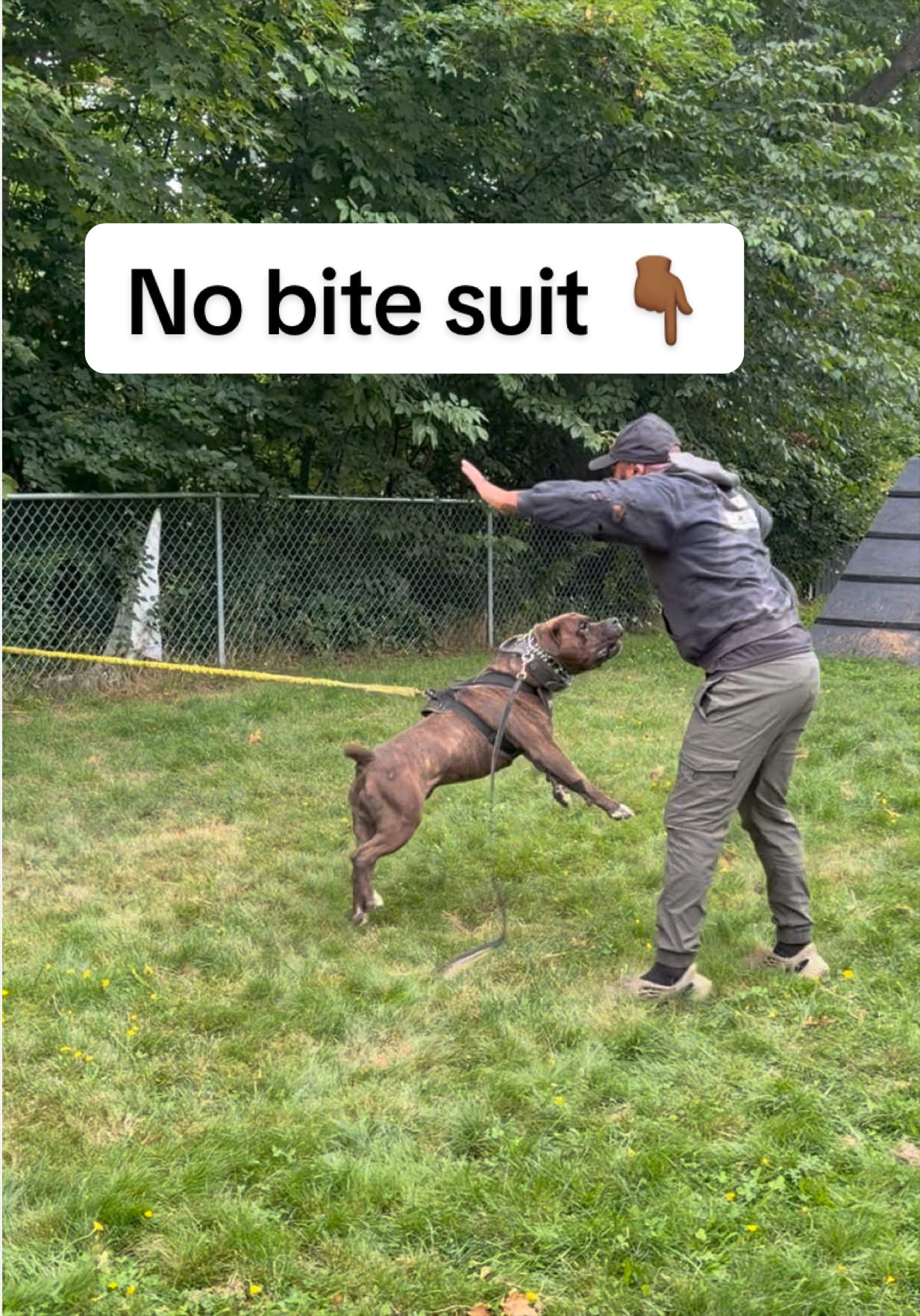 @DarkDynastyK9s