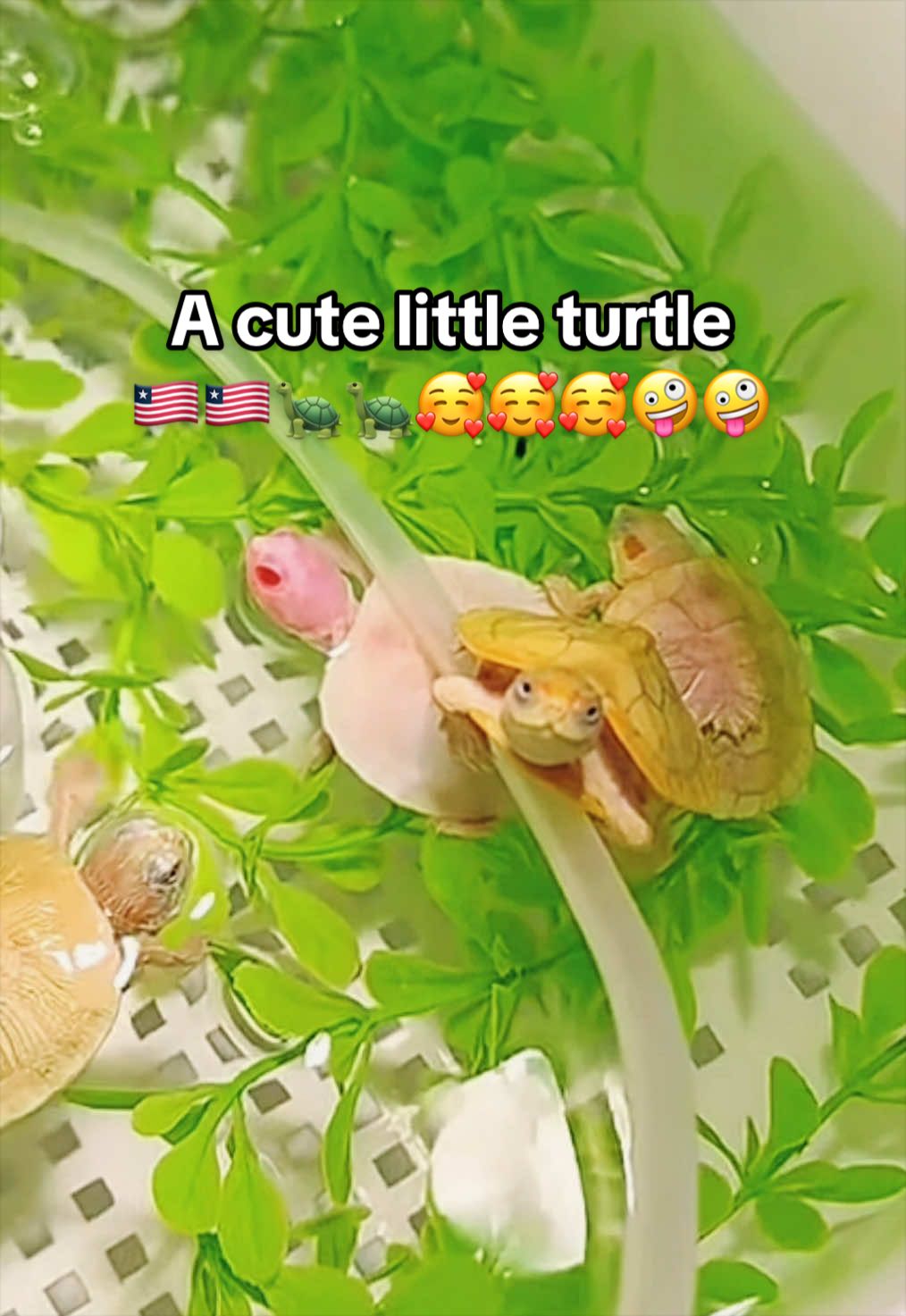 @Mr. Turtle
